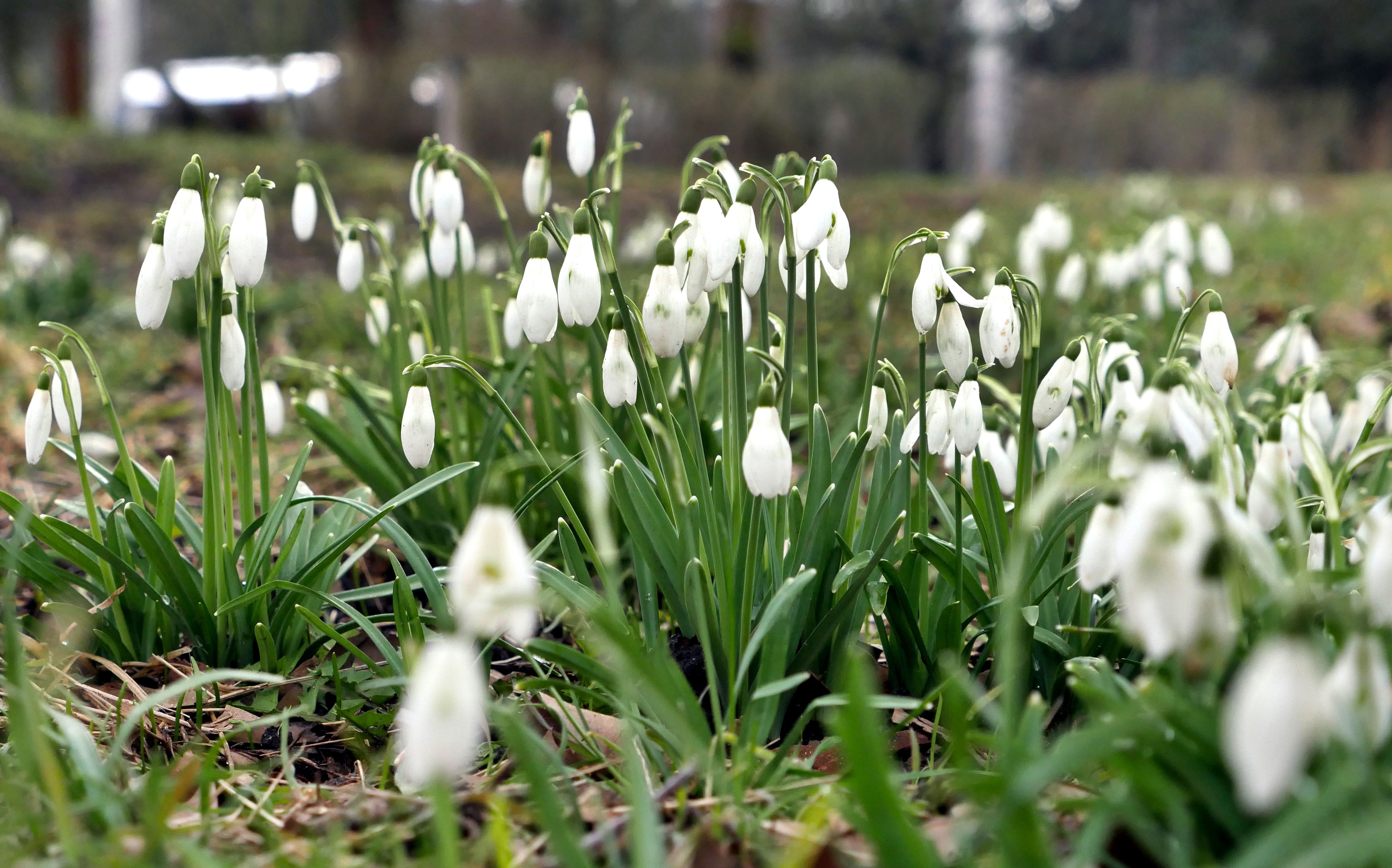 DARUM dürfen Sie im Frühling keine Schneeglöckchen pflücken