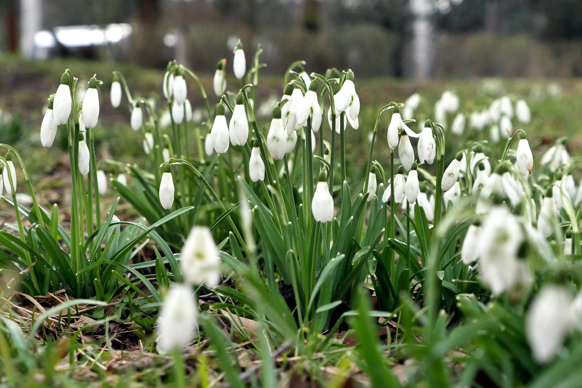 Schneeglöckchen läuten den Frühling ein. Doch pflücken darf man sie nicht.