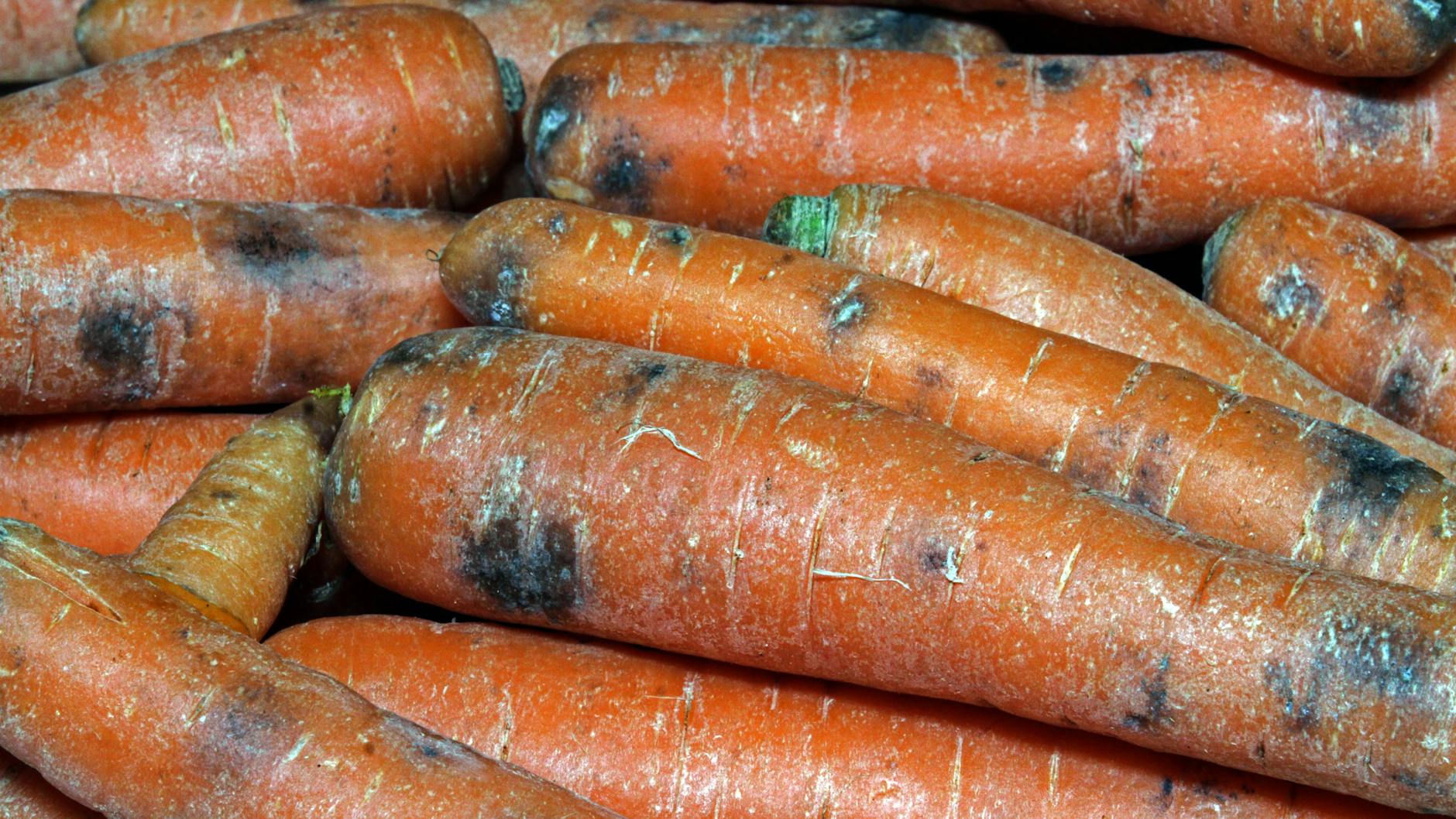 Wenn Karotten so aussehen, sollten Sie sie nicht mehr essen.