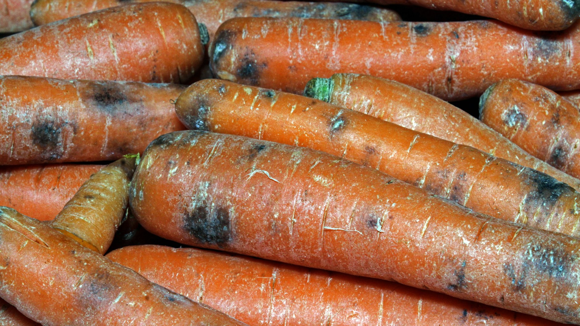 Wenn Karotten so aussehen, sollten Sie sie nicht mehr essen.