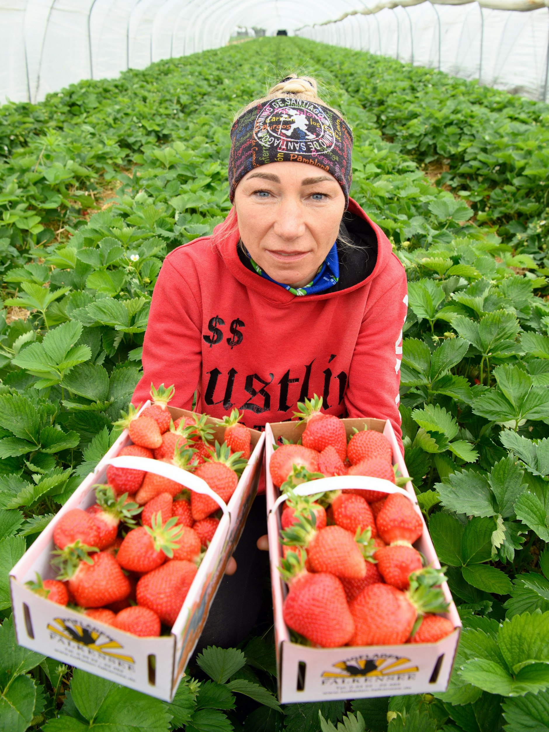 Auch für Erdbeeren aus Deutschland sieht die Zukunft nicht mehr rosig aus, der Anbau lohnt sich immer weniger.
