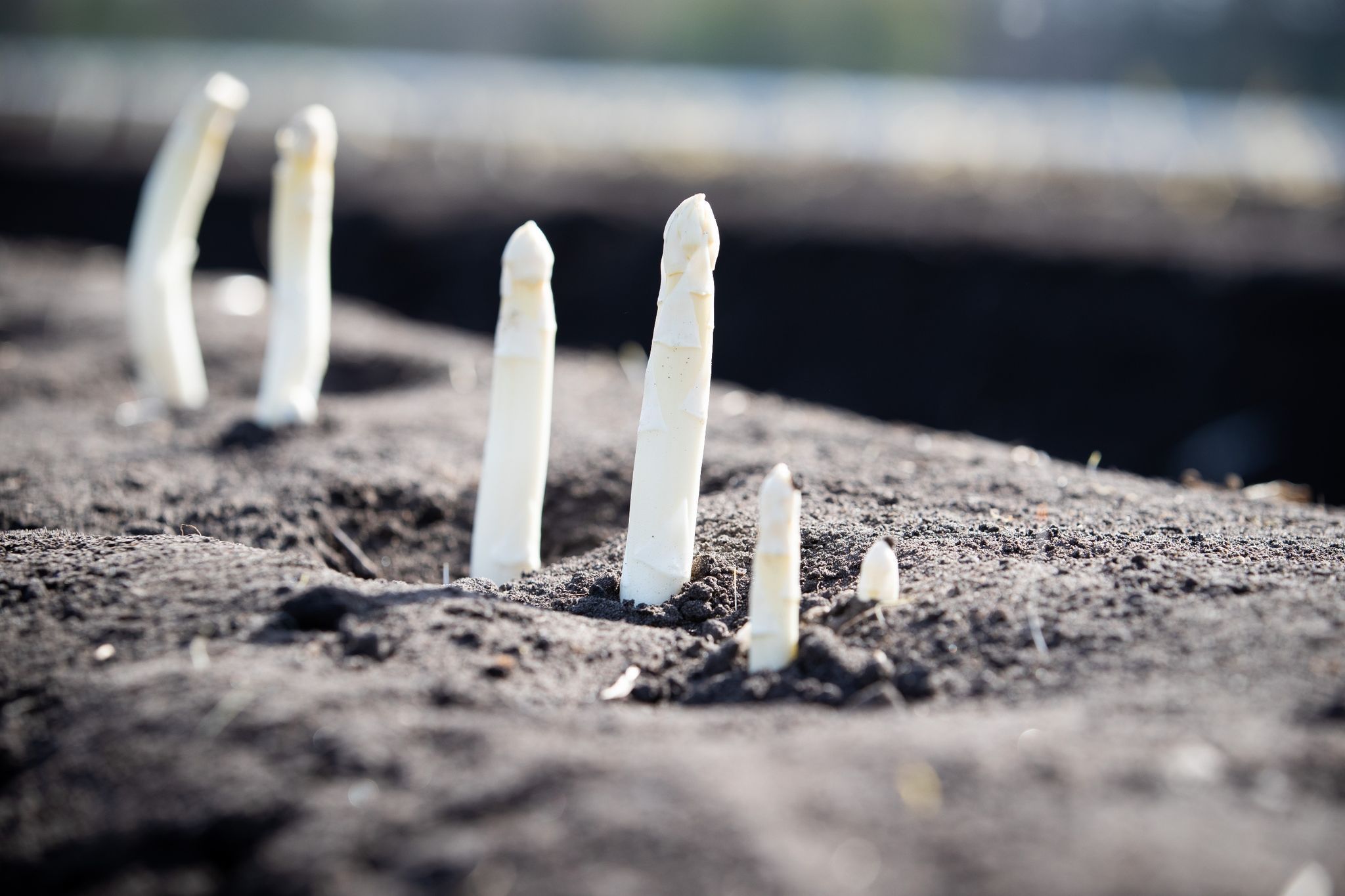 Image - Sorgenvoller Start in die Erntesaison: Verschwinden schon bald Spargel und Erdbeeren komplett von deutschen Feldern?