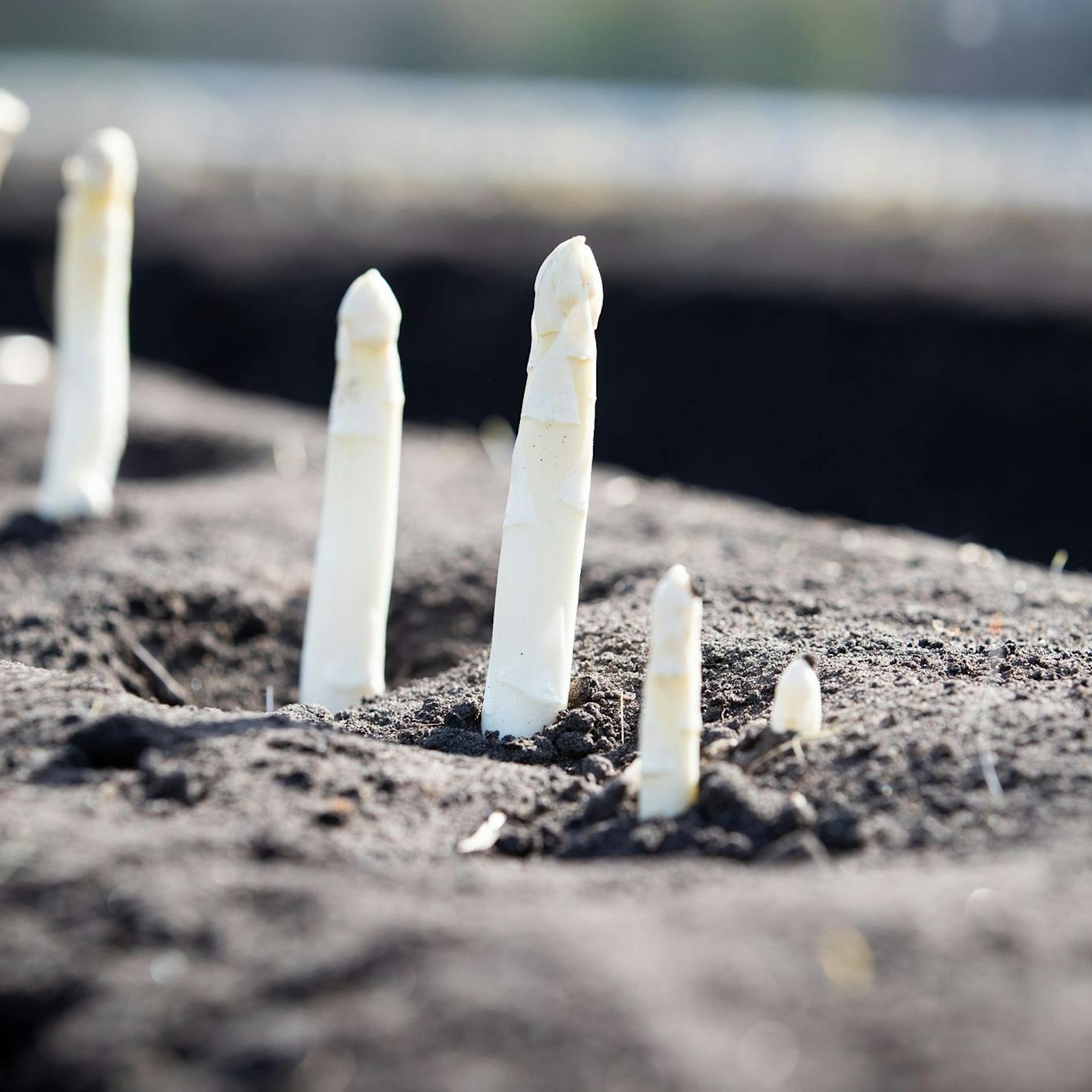 Sorgenvoller Start in die Erntesaison: Verschwinden schon bald Spargel und Erdbeeren komplett von deutschen Feldern?