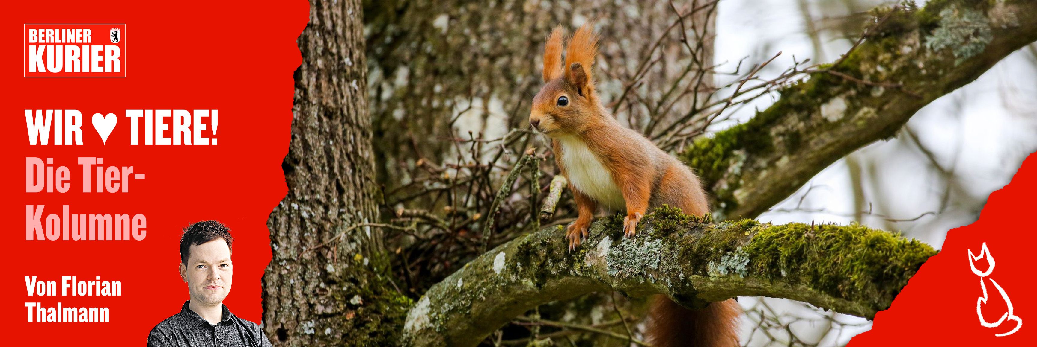 Image - Eichhörnchen, Rehe und Häschen: Wie hilft man Wildtieren in Not? Machen Sie bitte nicht DIESE Fehler – Sie machen sich strafbar!