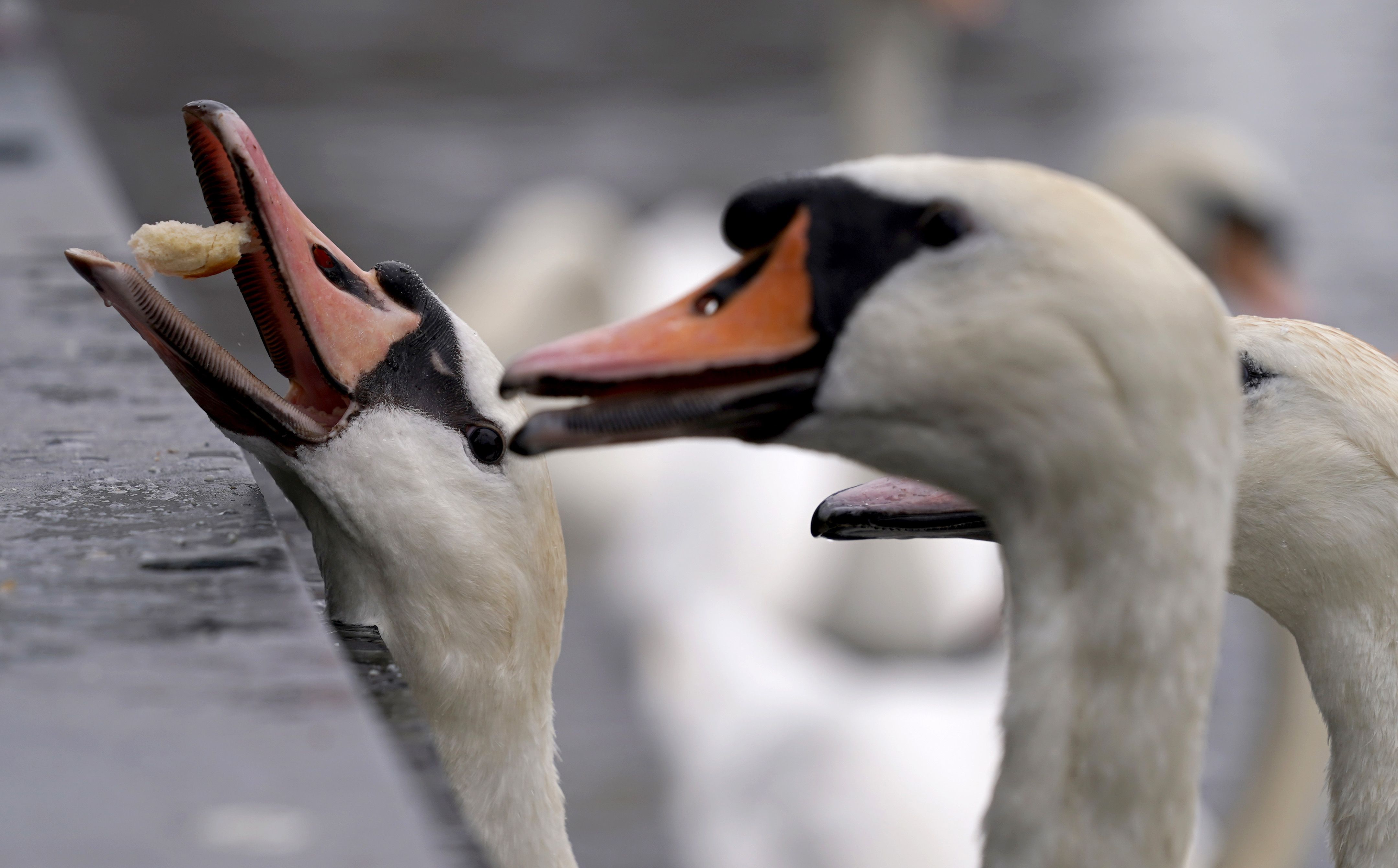 Image - Vogelgrippe auf dem Vormarsch: Wie gefährlich wird das Virus für Berlin?