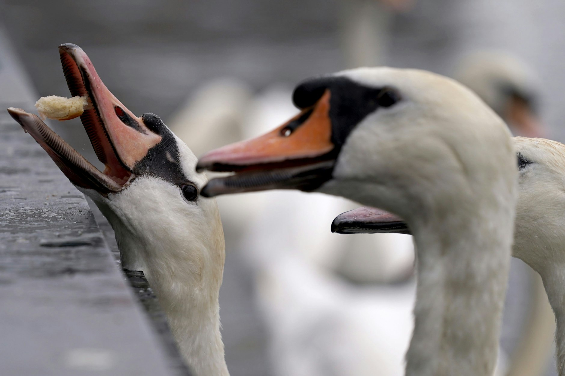 Auch Berliner Schwäne sind vor der Vogelgrippe nicht sicher.&nbsp;