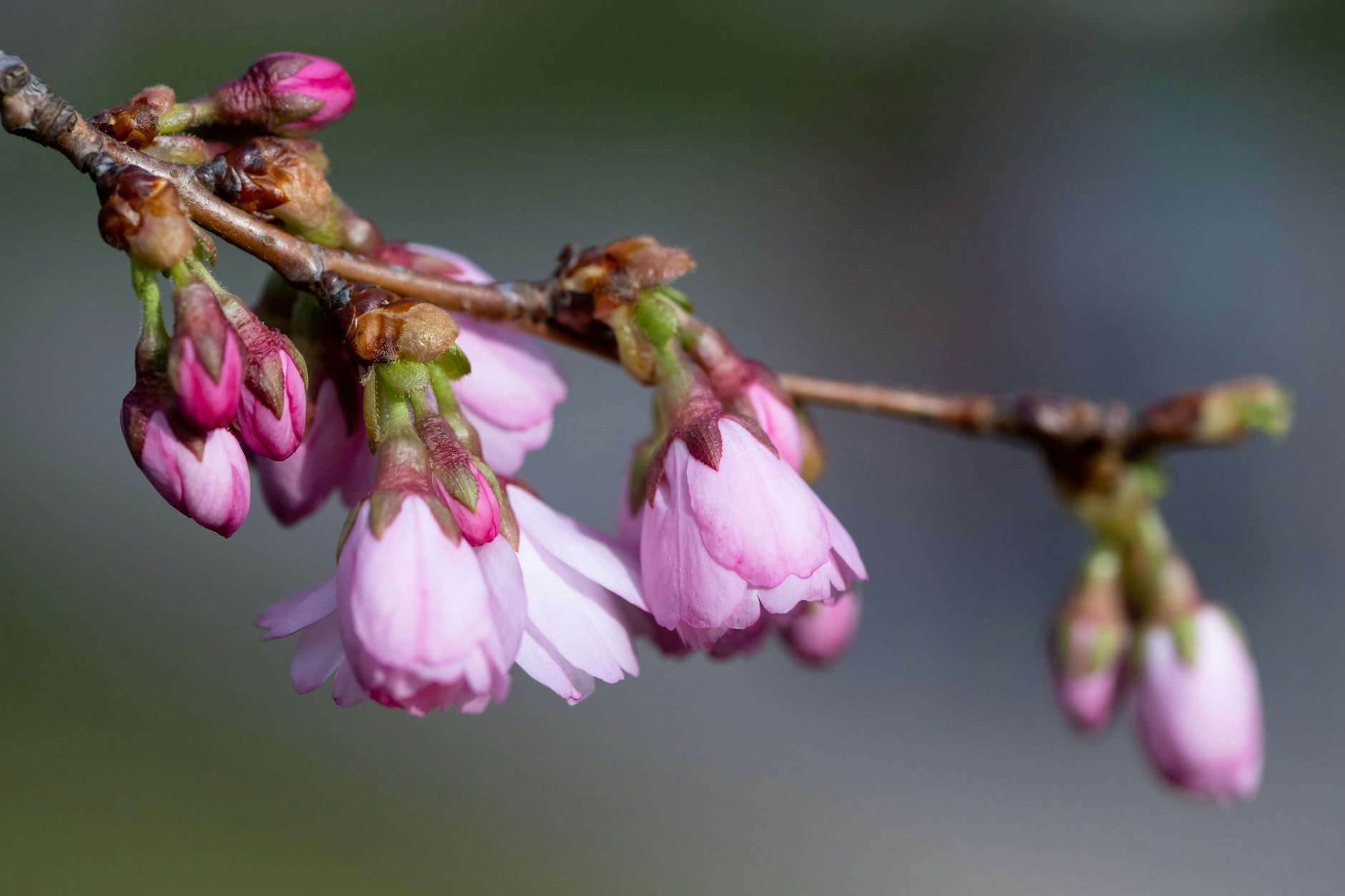 Die ersten Kirschblüten blühen schon wieder. Doch das Wetter hat mit dem Winter noch nicht abgeschlossen.