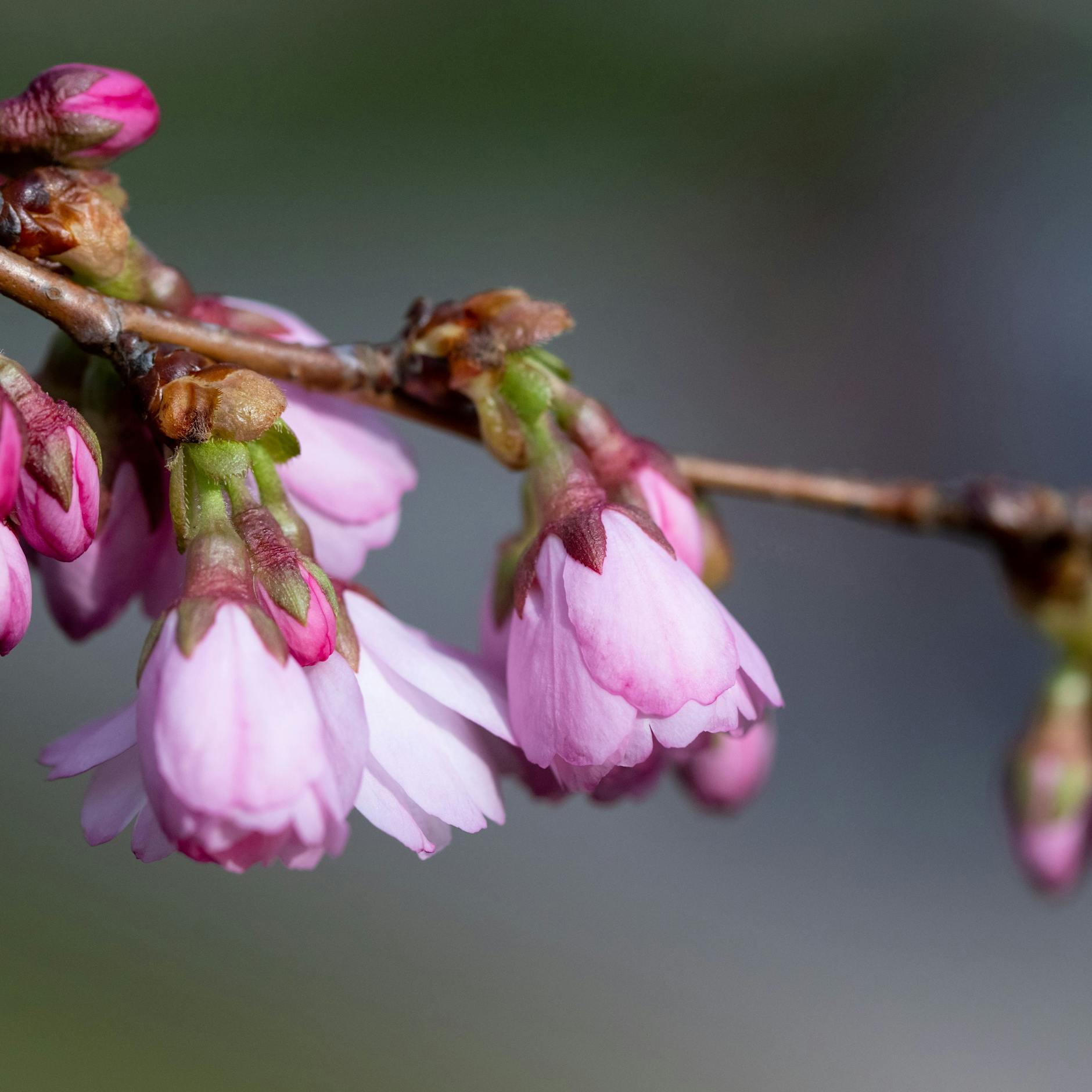 Wetter schaltet in den Frühlings-Modus - doch zum Monatsende stürzen die Temperaturen brutal ab