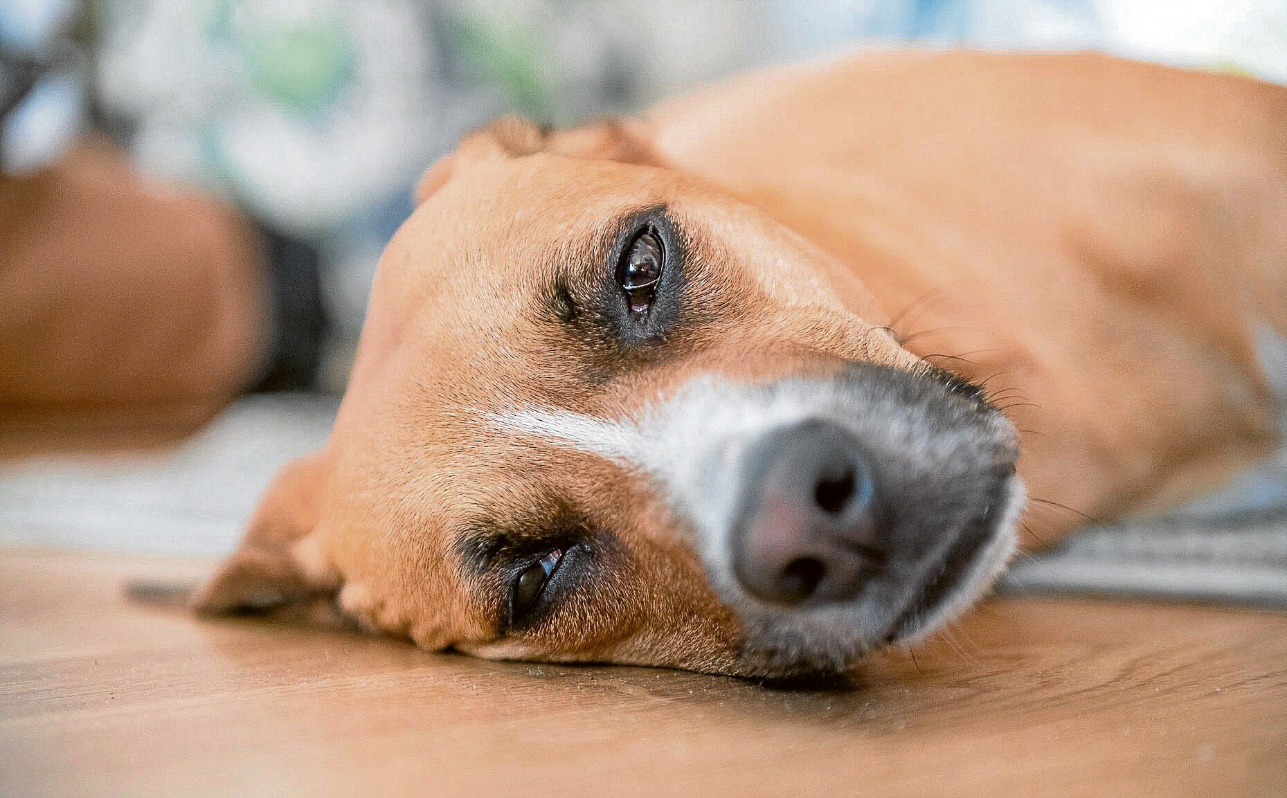 Image - Tödliche Gefahr: Hunde-Malaria greift in Brandenburg um sich. Viele Fälle in Potsdam, Lehnin und Bad Belzig, auch Berlin betroffen