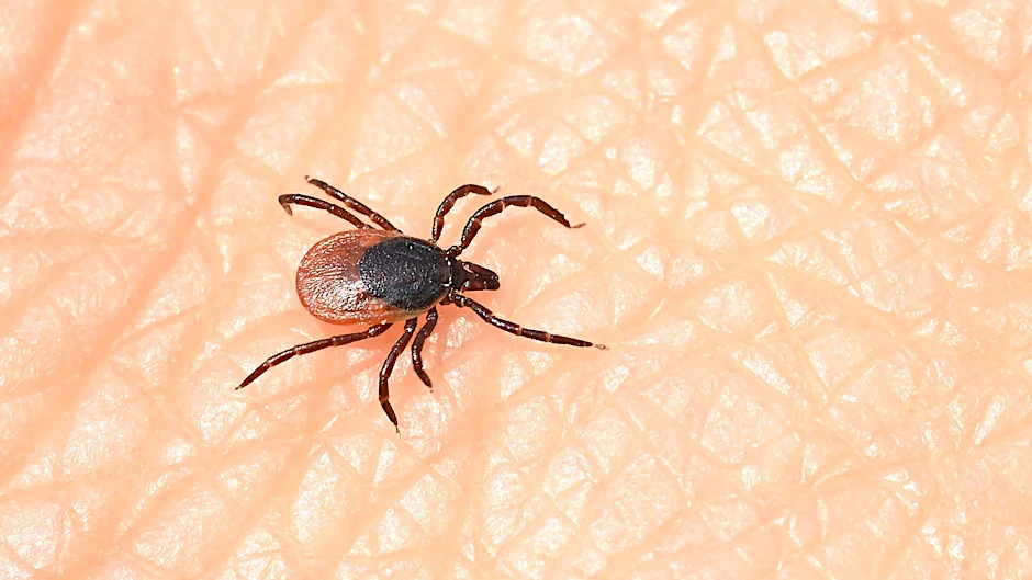 Eine Zecke läuft über eine Hand.