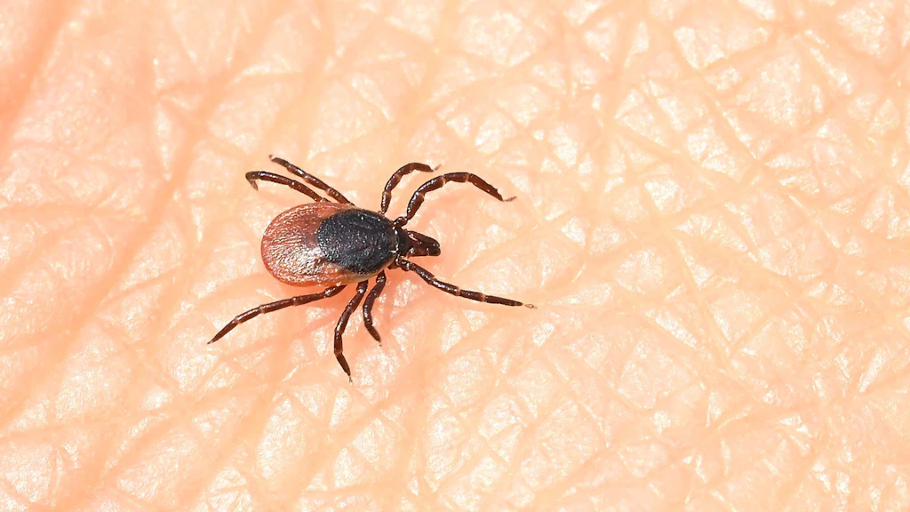 Fälle von Hunde-Malaria in Brandenburg nehmen zu: Das sind die Symptome