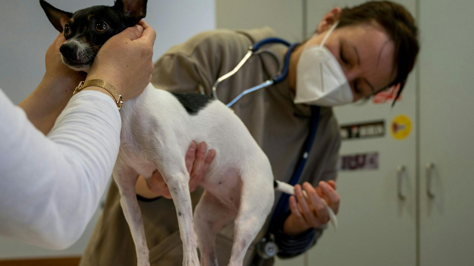 Zeigt das Tier erste Krankheitssymptome der Hunde-Malaria, muss das Tier schnell zum Tierarzt gebracht werden.