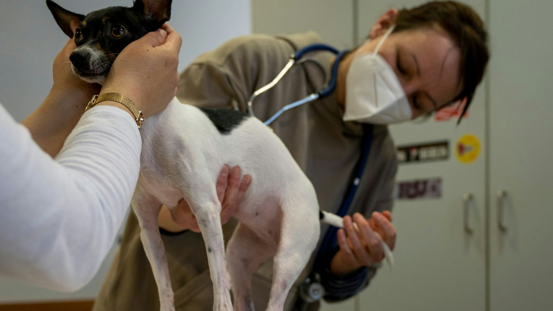 Zeigt das Tier erste Krankheitssymptome der Hunde-Malaria, muss das Tier schnell zum Tierarzt gebracht werden.  