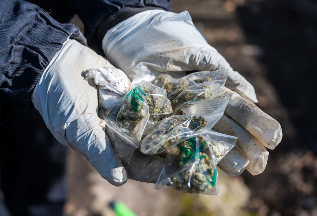 LKA deckt Cannabis-Plantage nahe Berlin auf – 13 Kilo Marihuana beschlagnahmt