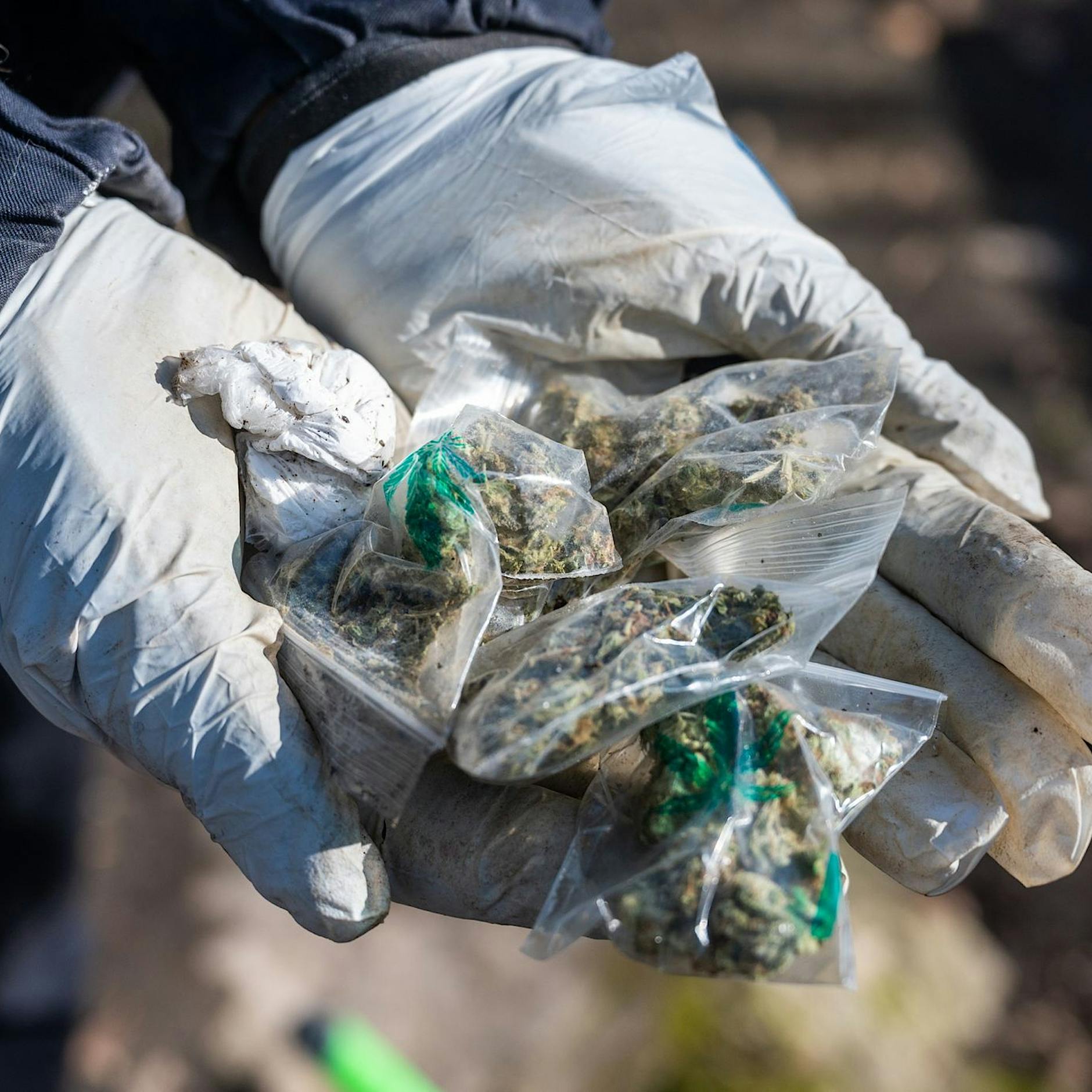 LKA deckt Cannabis-Plantage nahe Berlin auf – 13 Kilo Marihuana beschlagnahmt