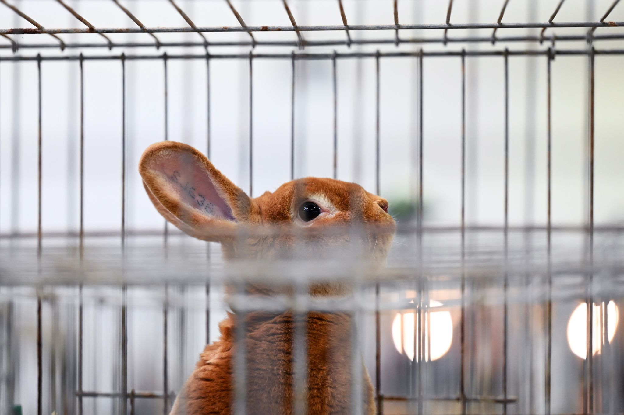 Image - SO qualvoll ist Ostern für Tiere