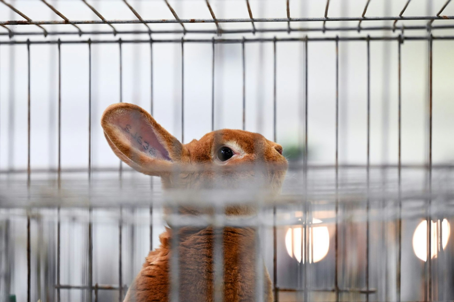 Ein Kaninchen in einem Käfig. Zu Ostern kann man bewusst konsumieren und so Tierleid vermeiden. 