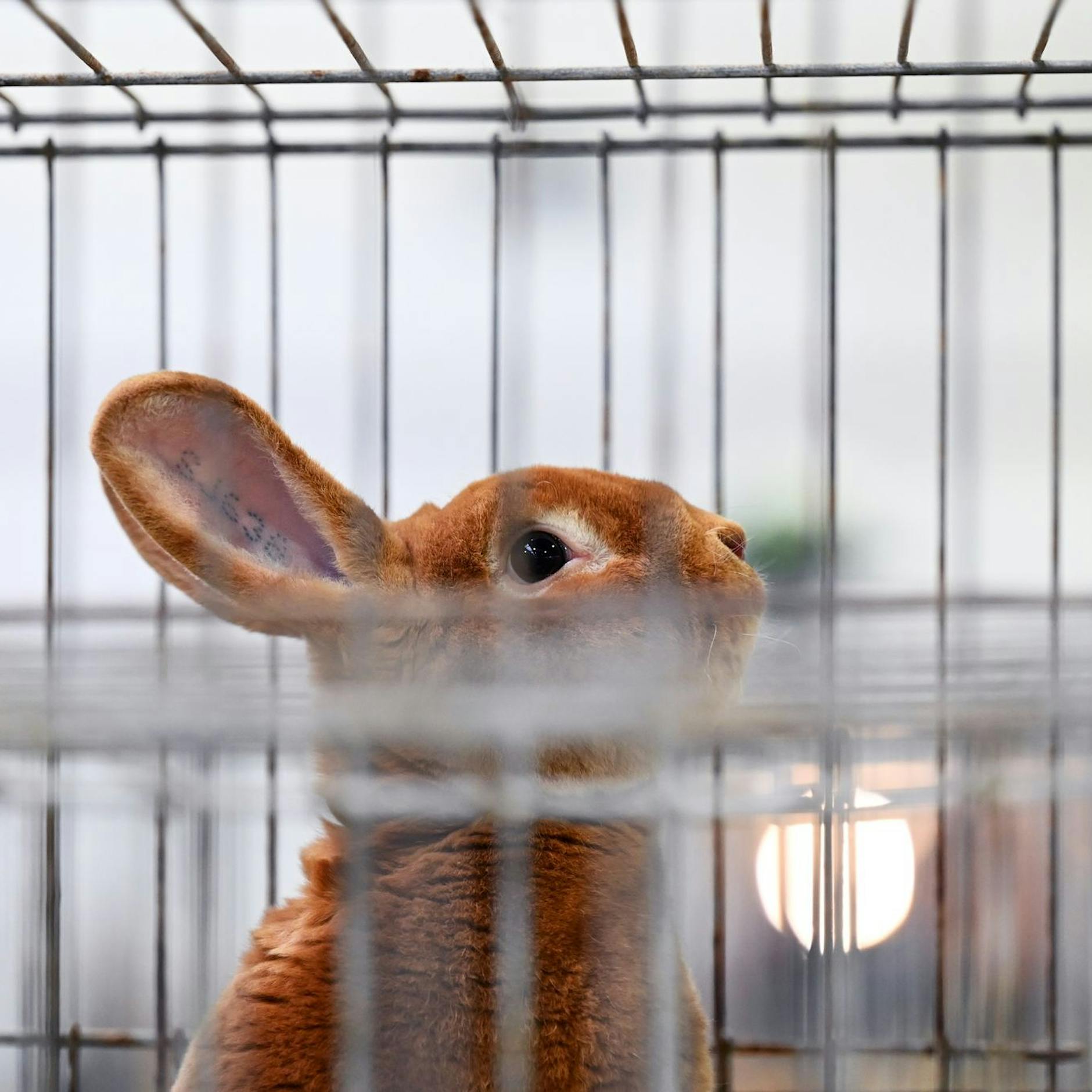 SO qualvoll ist Ostern für Tiere