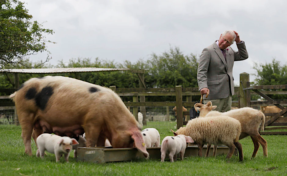 Mag’s ländlich: Charles, damals noch Thronfolger, im Jahr 2020 bei einem Besuch im Cotswold Farm Park in der Nähe von Cheltenham.
