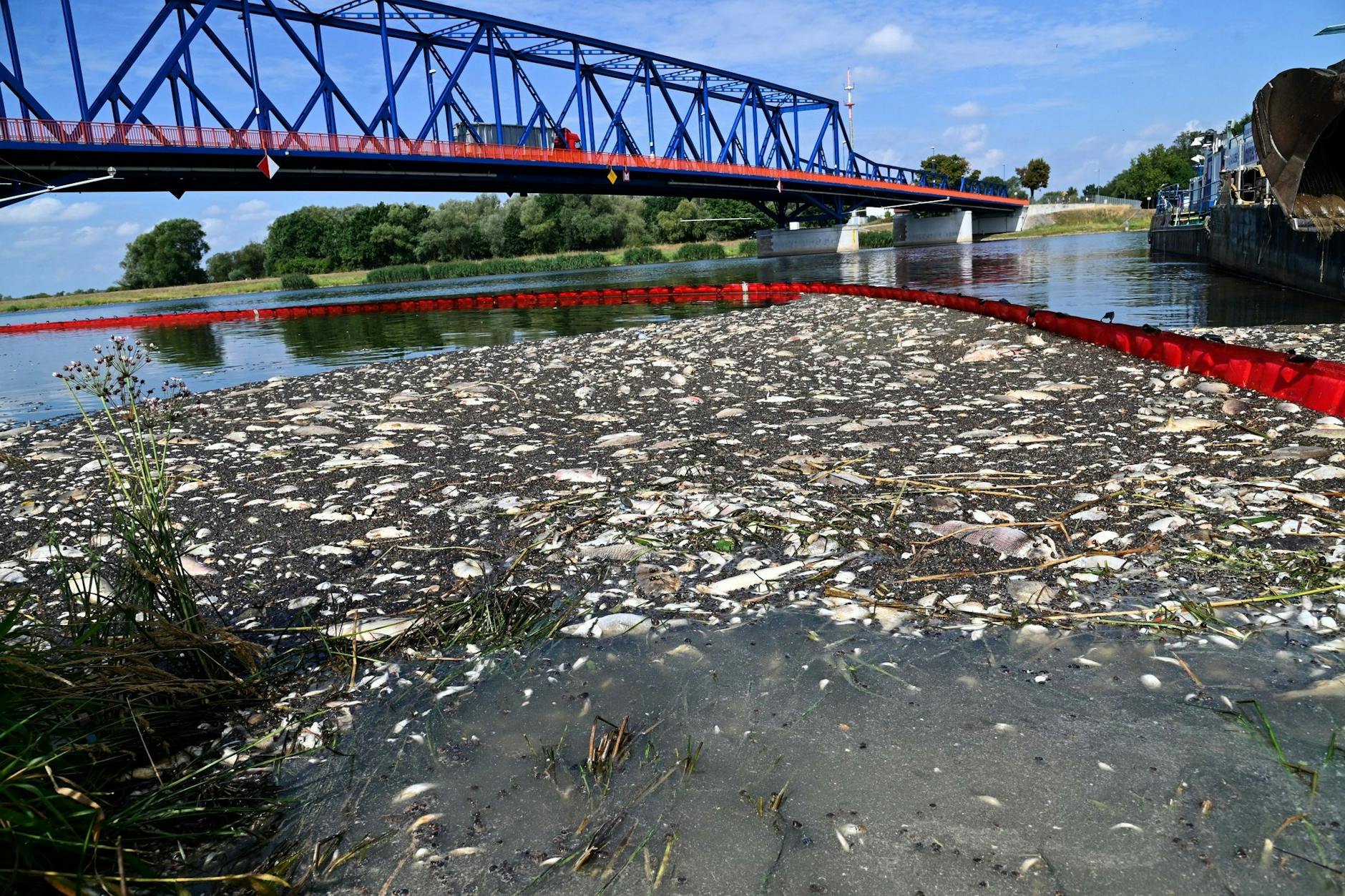 So war es im vergangenem Sommer: Massenhaft schwimmen tote Fische an der Wasseroberfläche der Oder. 