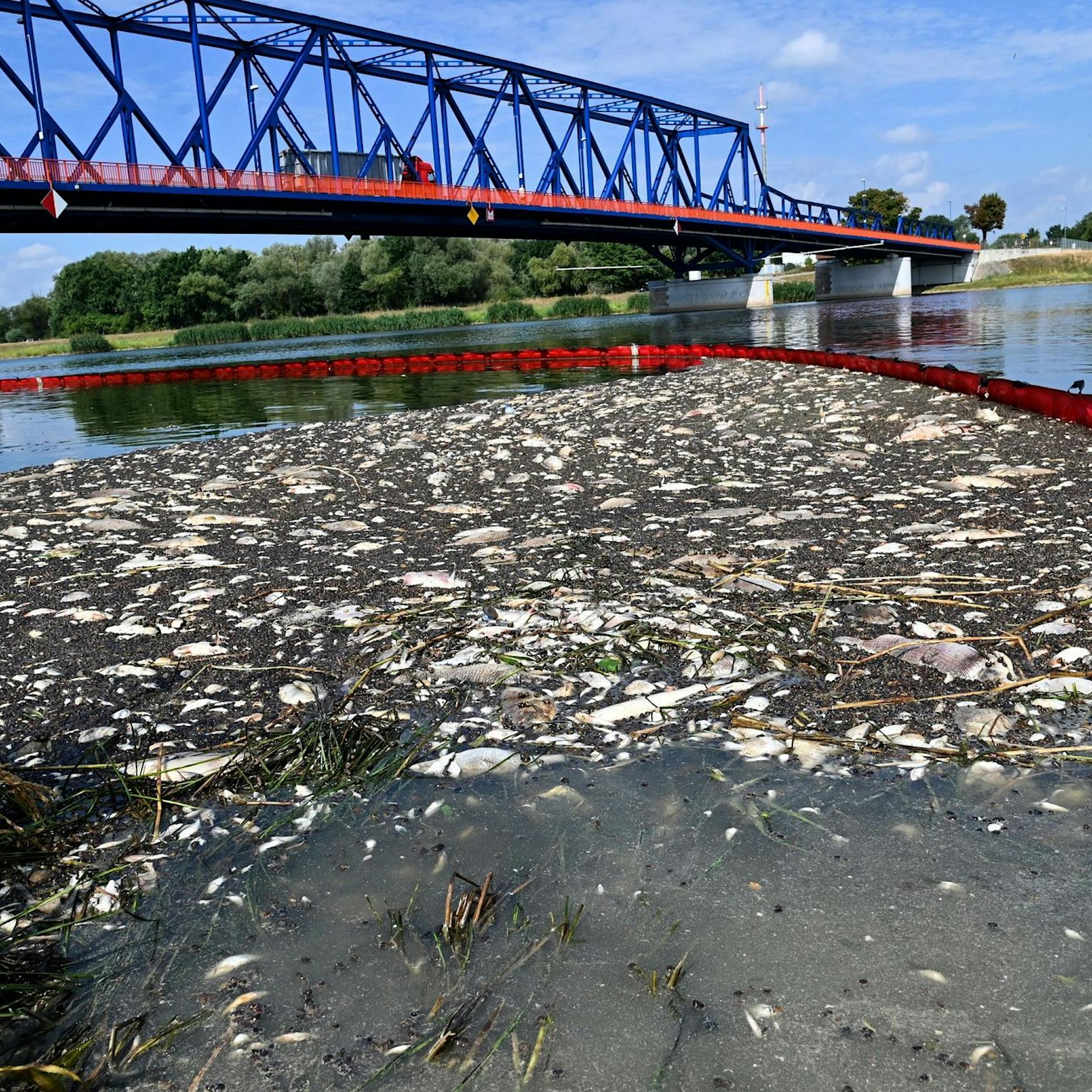 Das große Fischsterben in der Oder – geht es schon wieder los?