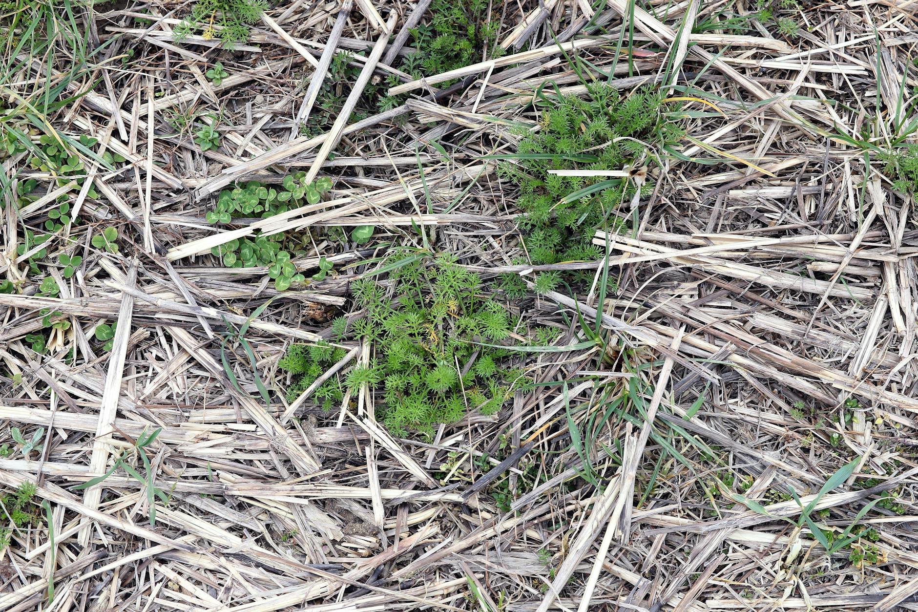 Sieht aus wie Kraut und Rüben: Das Stroh vom vergangenen Jahr schützt den Boden auf den Feldern von Benedikt Bösel vor Sonnenlicht, und das frische Grün ist Futter für die Kühe.
