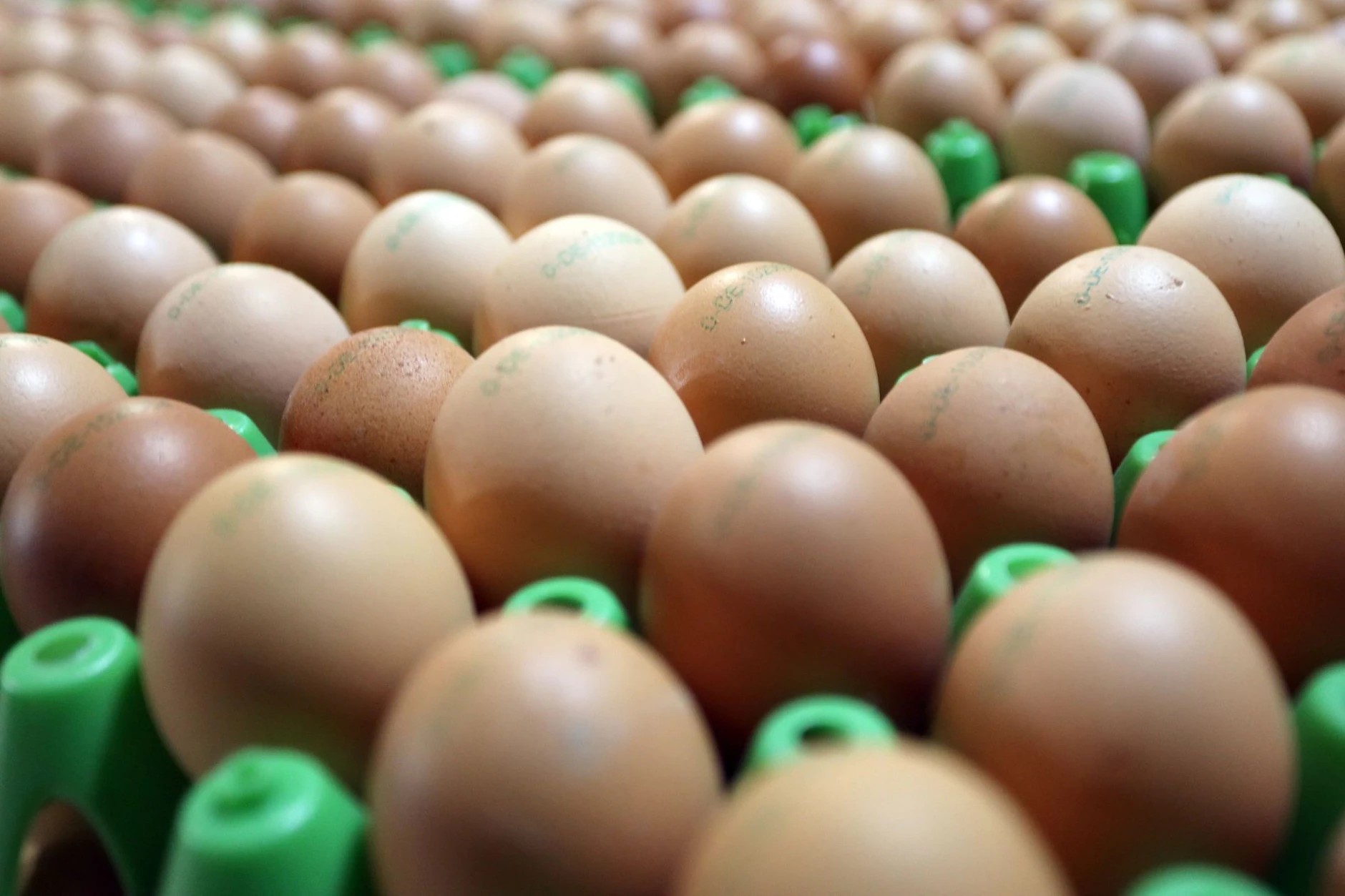 Frische Bioeier: Eier aus ökologischer Erzeugung sind in Deutschland weiter gefragt.