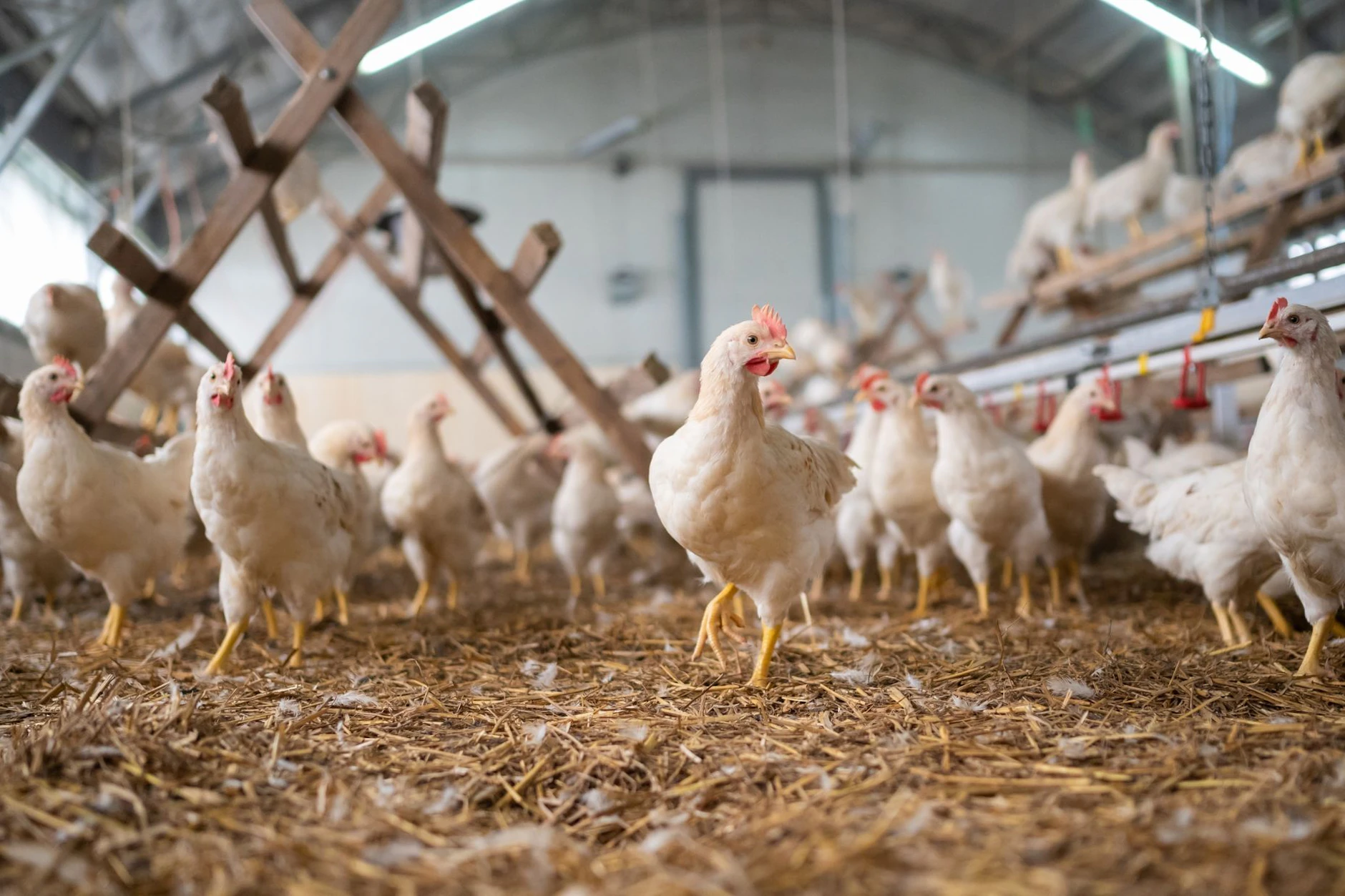 Seit 2022 gilt ein neues Gesetz, dass männliche Küken in der Eierproduktion nicht mehr geschreddert werden sollen. Bislang mussten sie sterben, weil sie keine Eier legen.