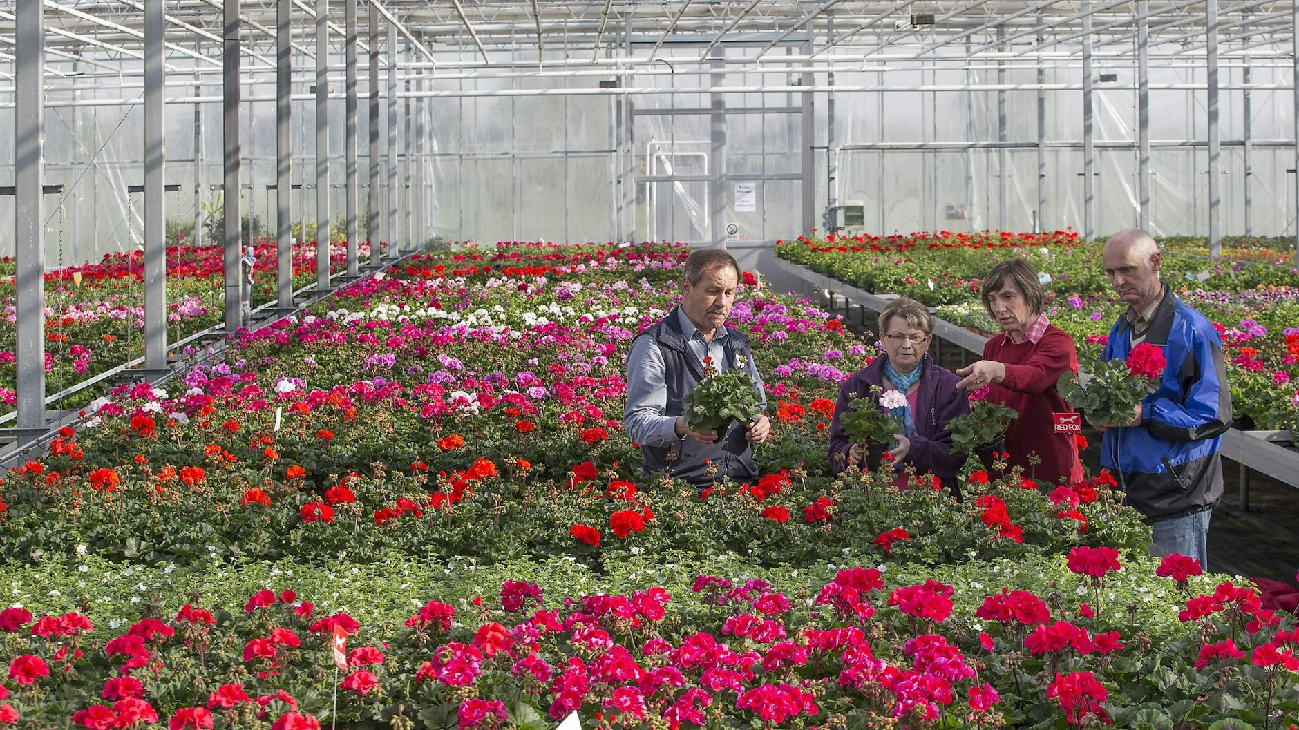 Gewächshaus-Experte Klaus Henschel (links) führt hier noch als Geschäftsführer der Fontana Gartenbau GmbH Besucher durch die Anlage, in der auch Blumen gezüchtet werden.