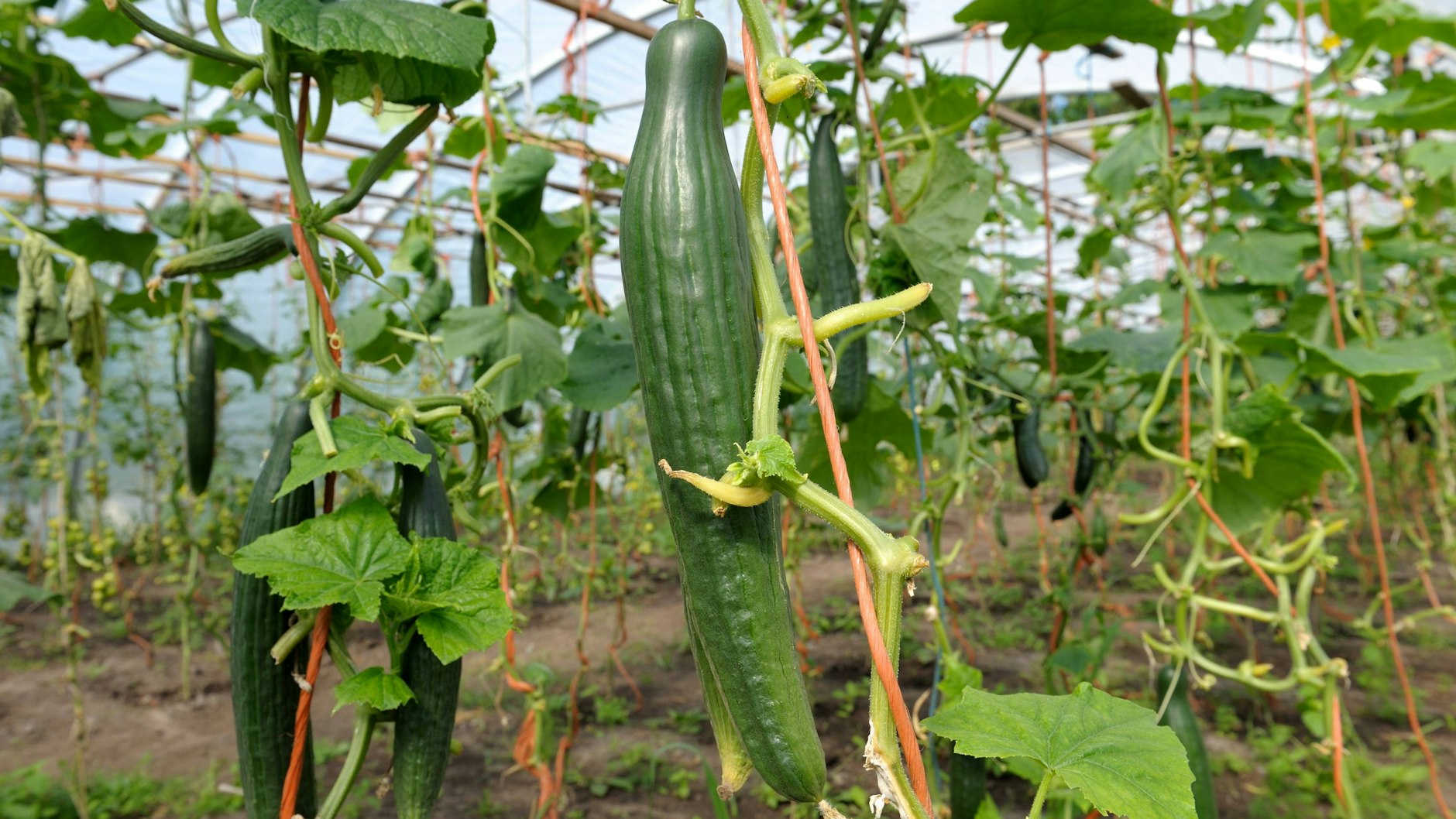 Schöne Gurken, die im Gewächshaus wachsen: So etwas gab es auch schon in der DDR.