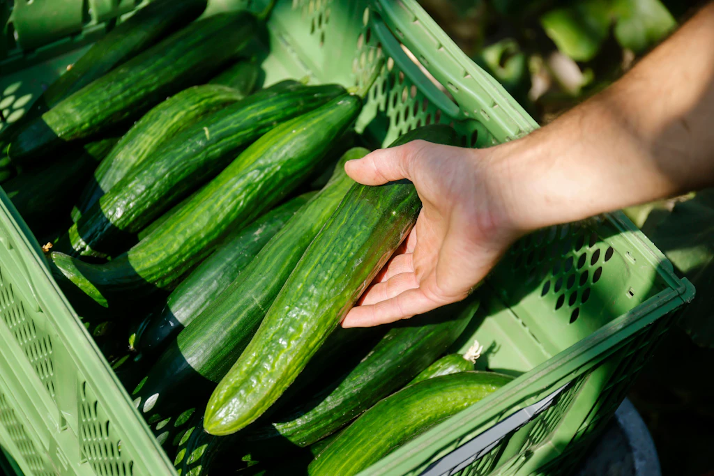1,99 Euro statt 99 Cent für eine Gurke: Woher kommt die Preisexplosion?