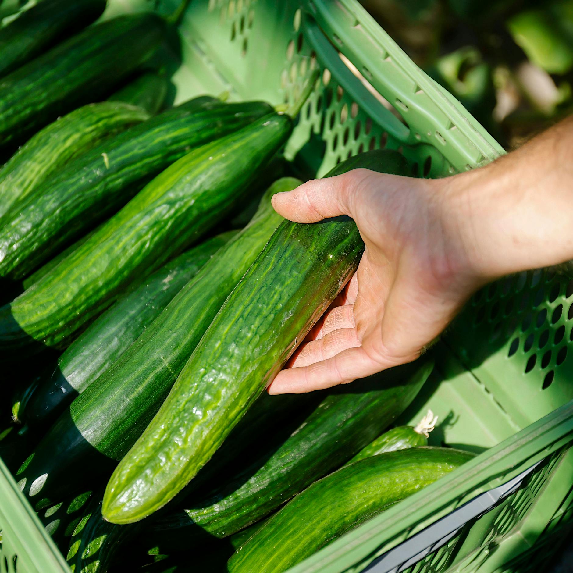 1,99 Euro statt 99 Cent für eine Gurke: Woher kommt die Preisexplosion?