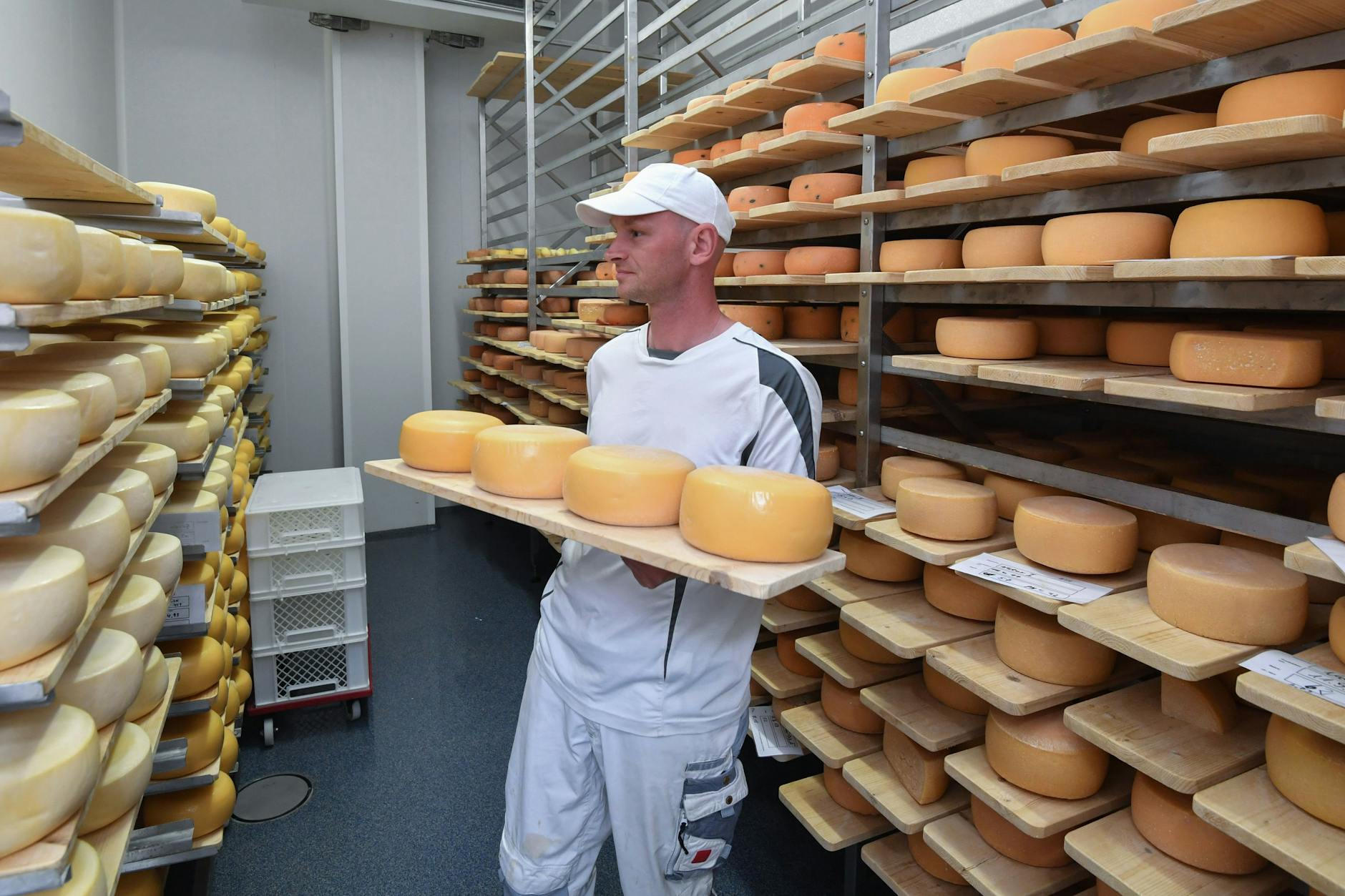 Brodowin: Burkhard Kolloff arbeitet im Reiferaum der Käserei der Ökodorf Brodowin, König Charles III. soll am Donnerstag selber Käse herstellen. 