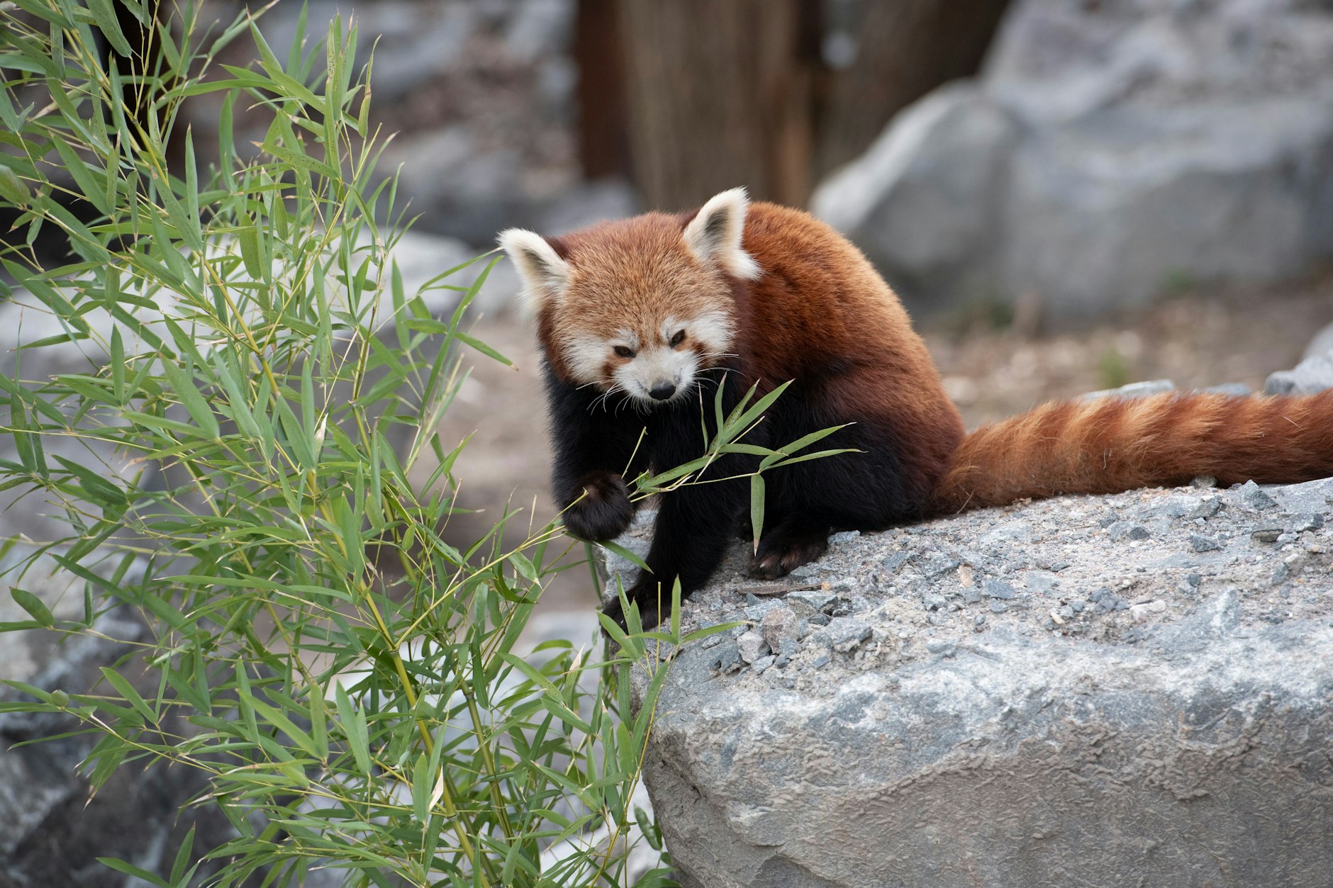 Ein Roter Panda im Himalaya-Areal des Tierparks