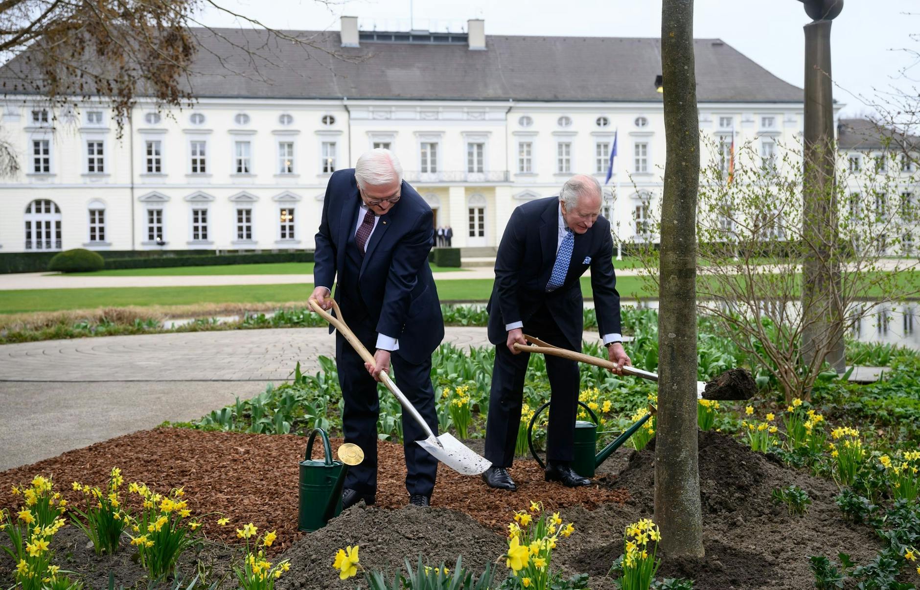 König Charles III. (r) und Bundespräsident Frank-Walter Steinmeier pflanzen im Garten von Schloss Bellevue eine Manna-Esche.