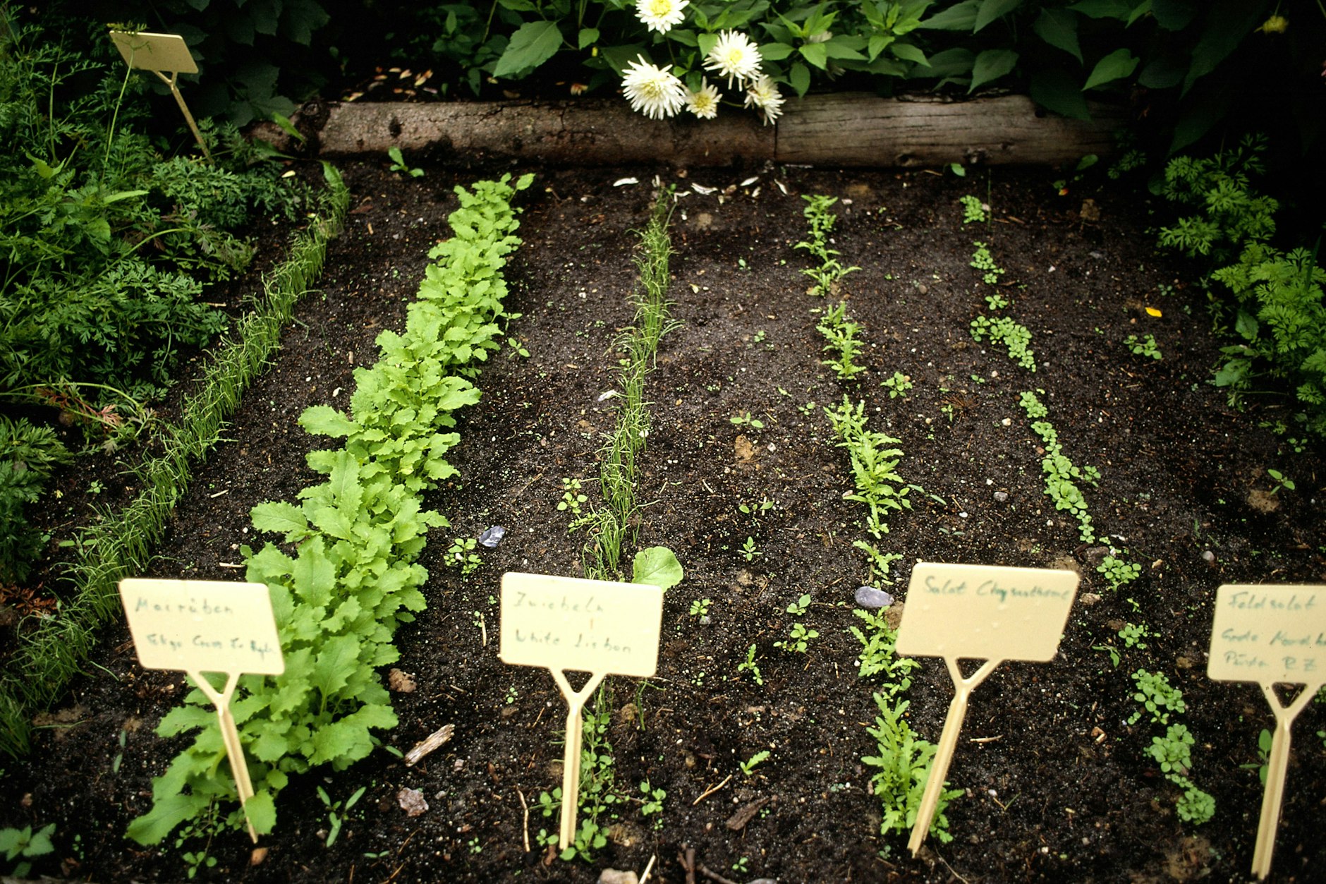 Mischkultur im Gemüsebeet: Kennzeichnung der verschiedenen Gemüsesorten mit Schildern