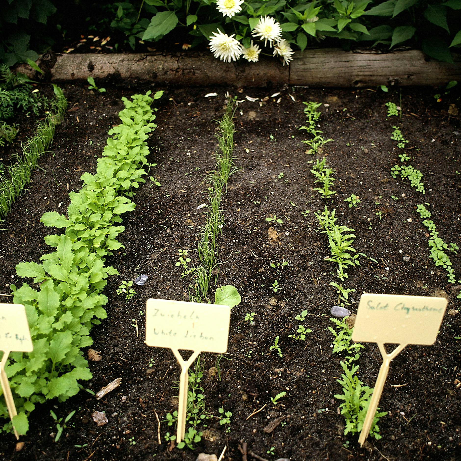 Hobbygärtner aufgepasst: Hier kommt ein Rezept für die Aussaaterde