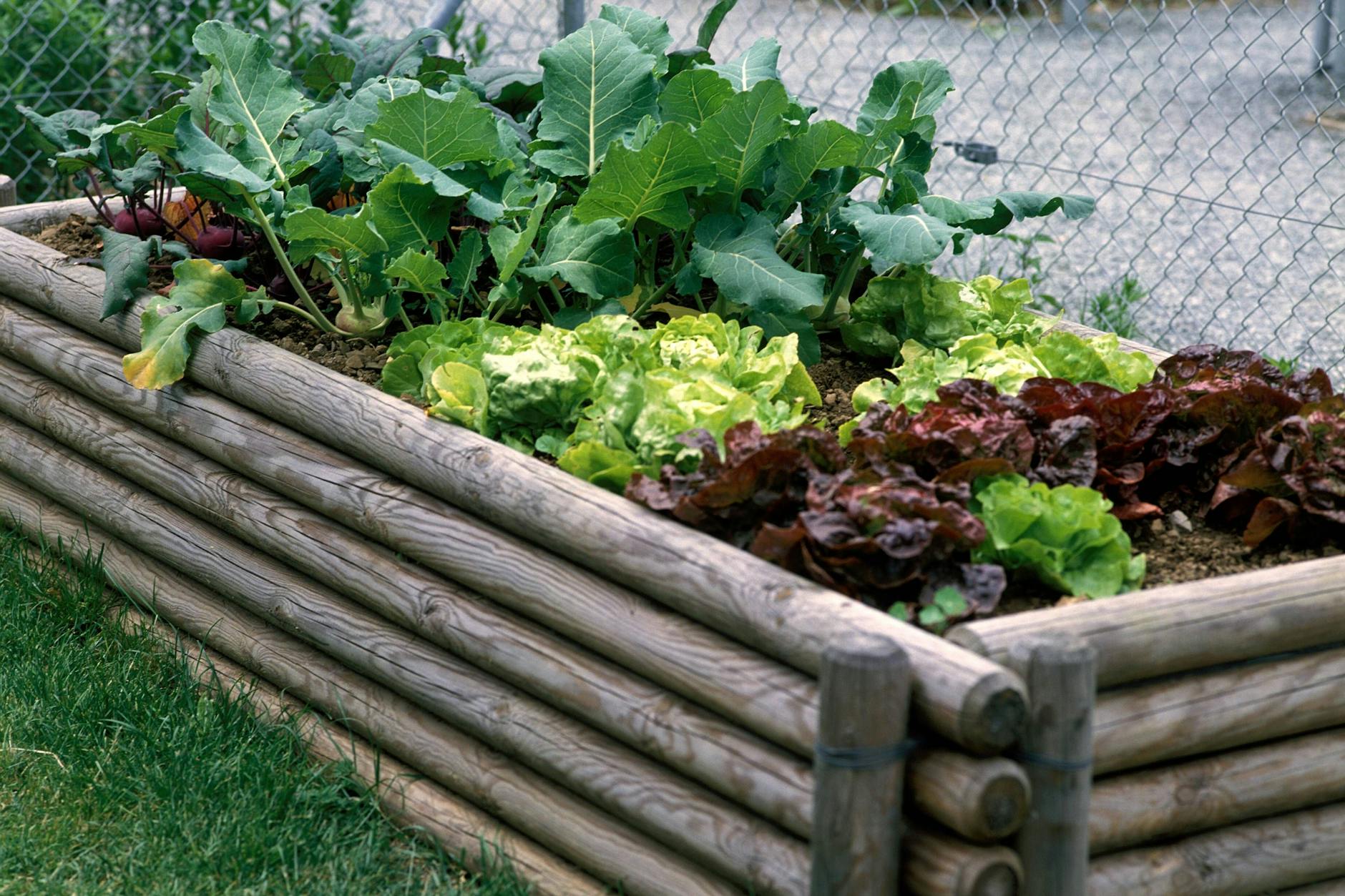 Gemüsehochbeet im Garten