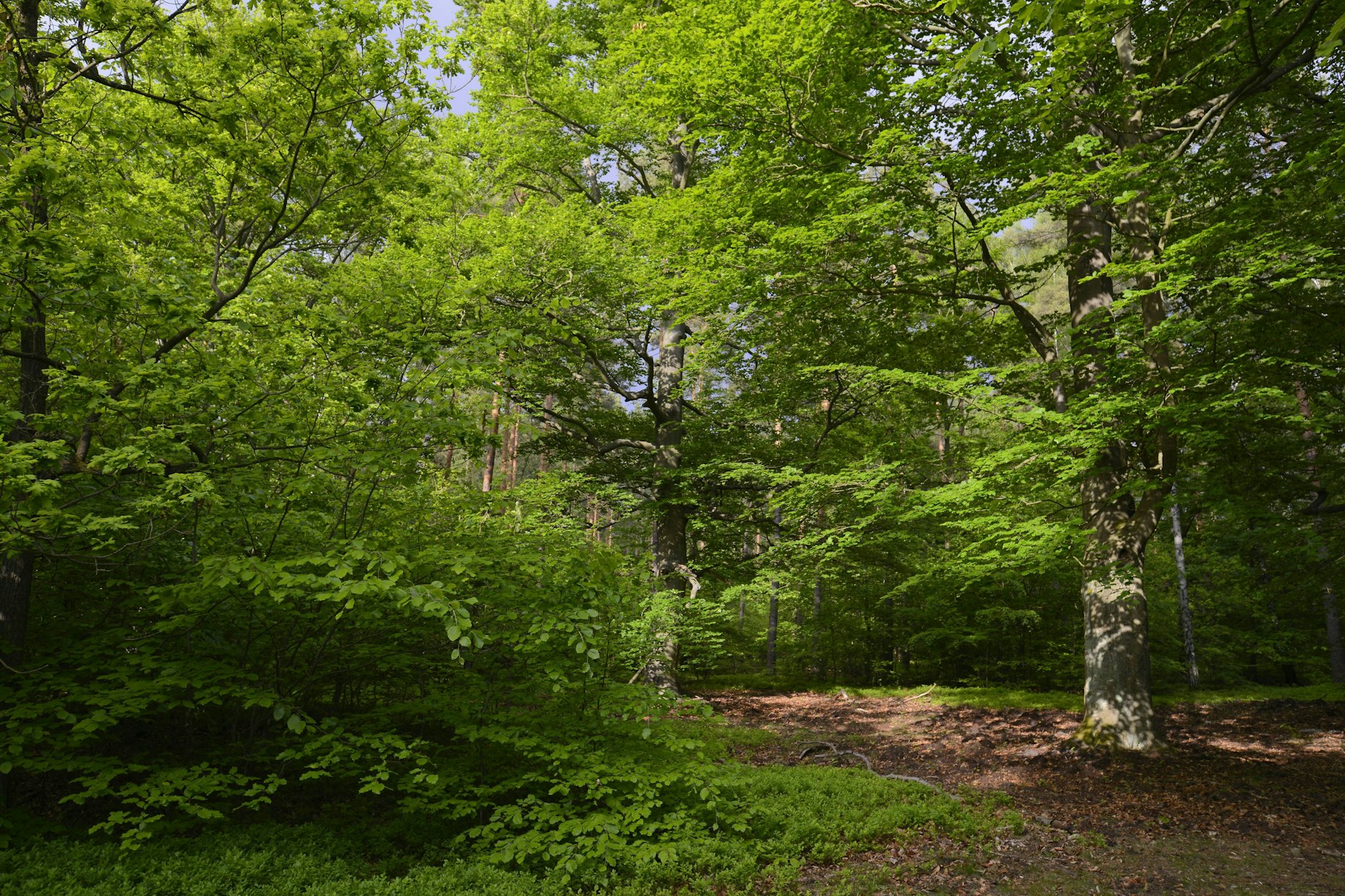 Rotbuchen im Spandauer Forst