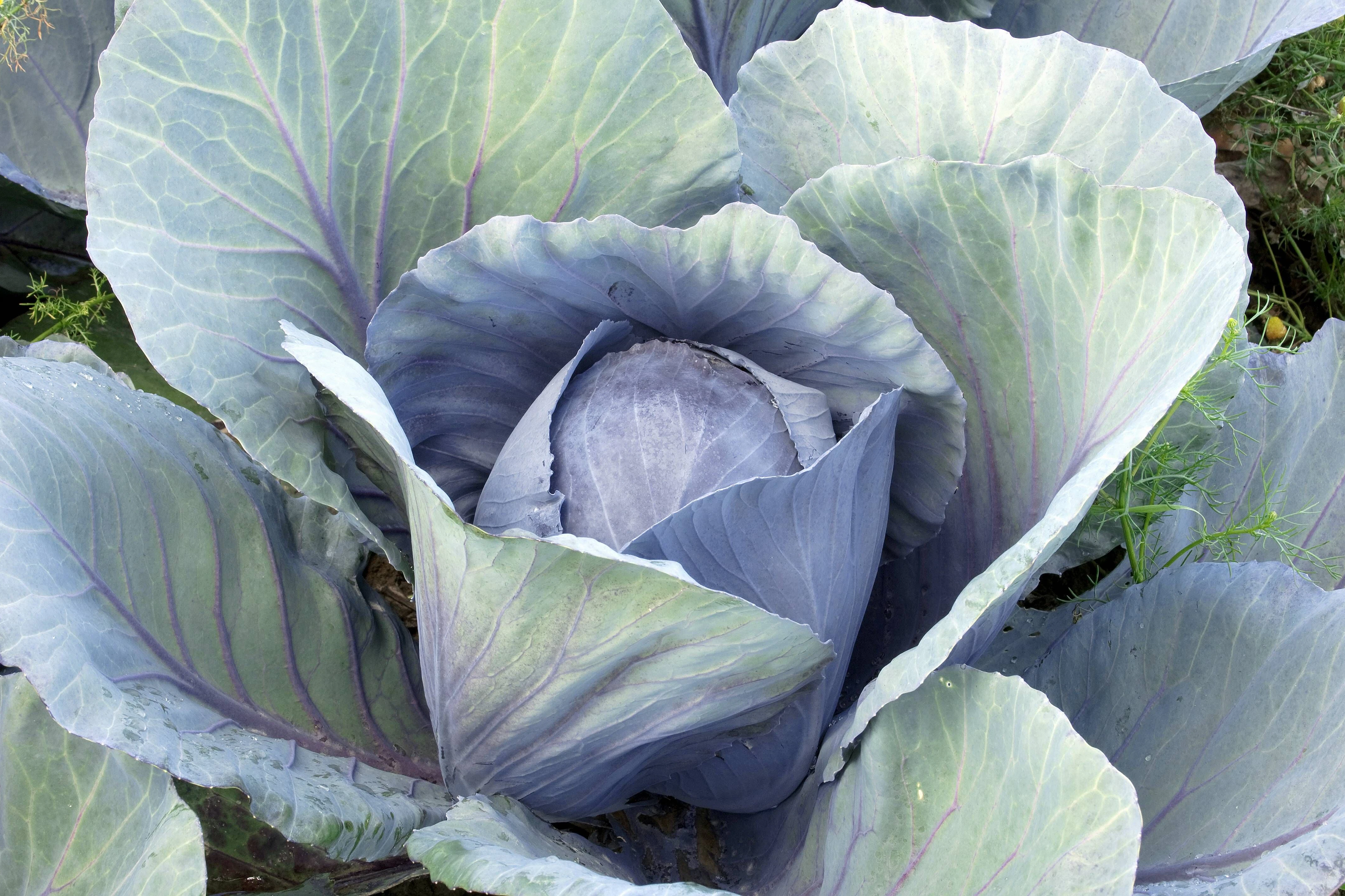 Rotkraut