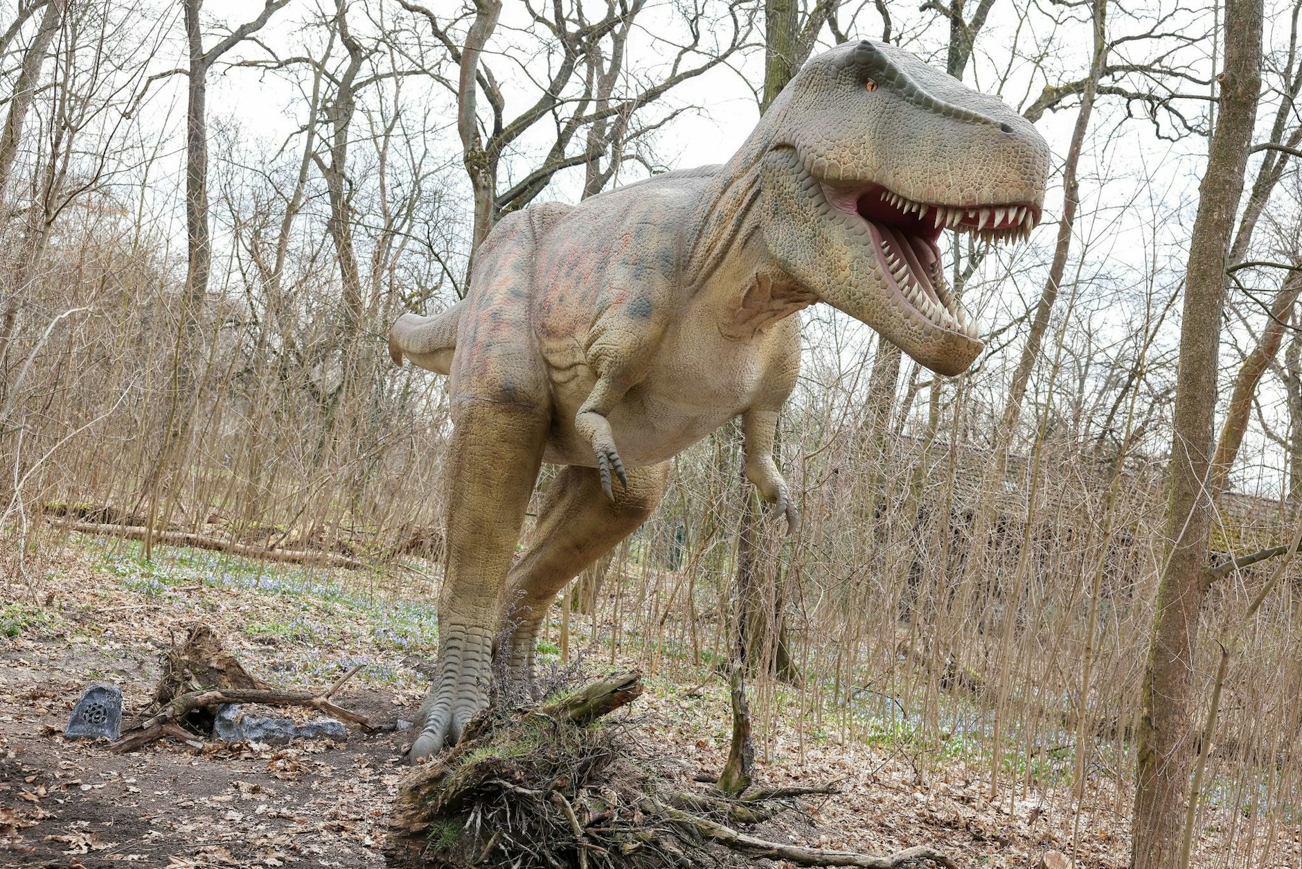 Die Nachbildung eines Tyrannosaurus rex bei der Eröffnung der Dinoworld Berlin im Tierpark Berlin.  