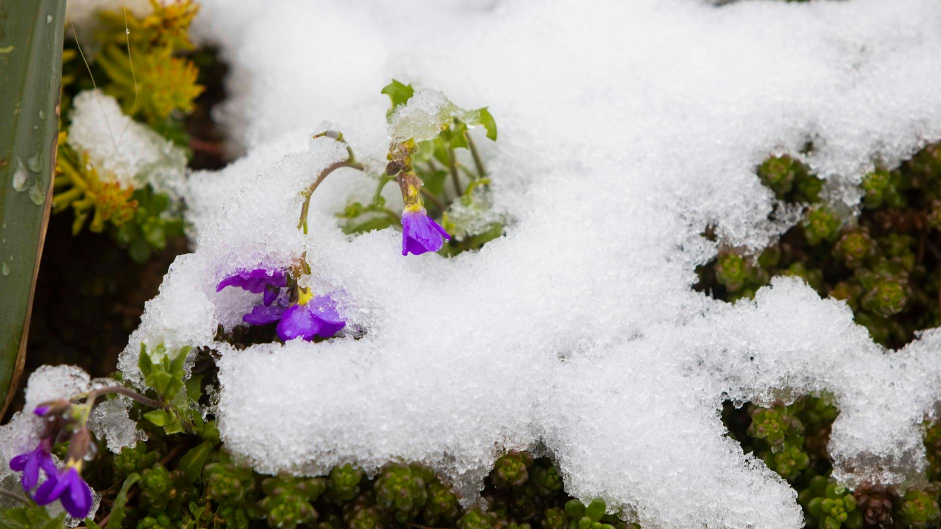 In der nächsten Woche gibt es wieder Frost.
