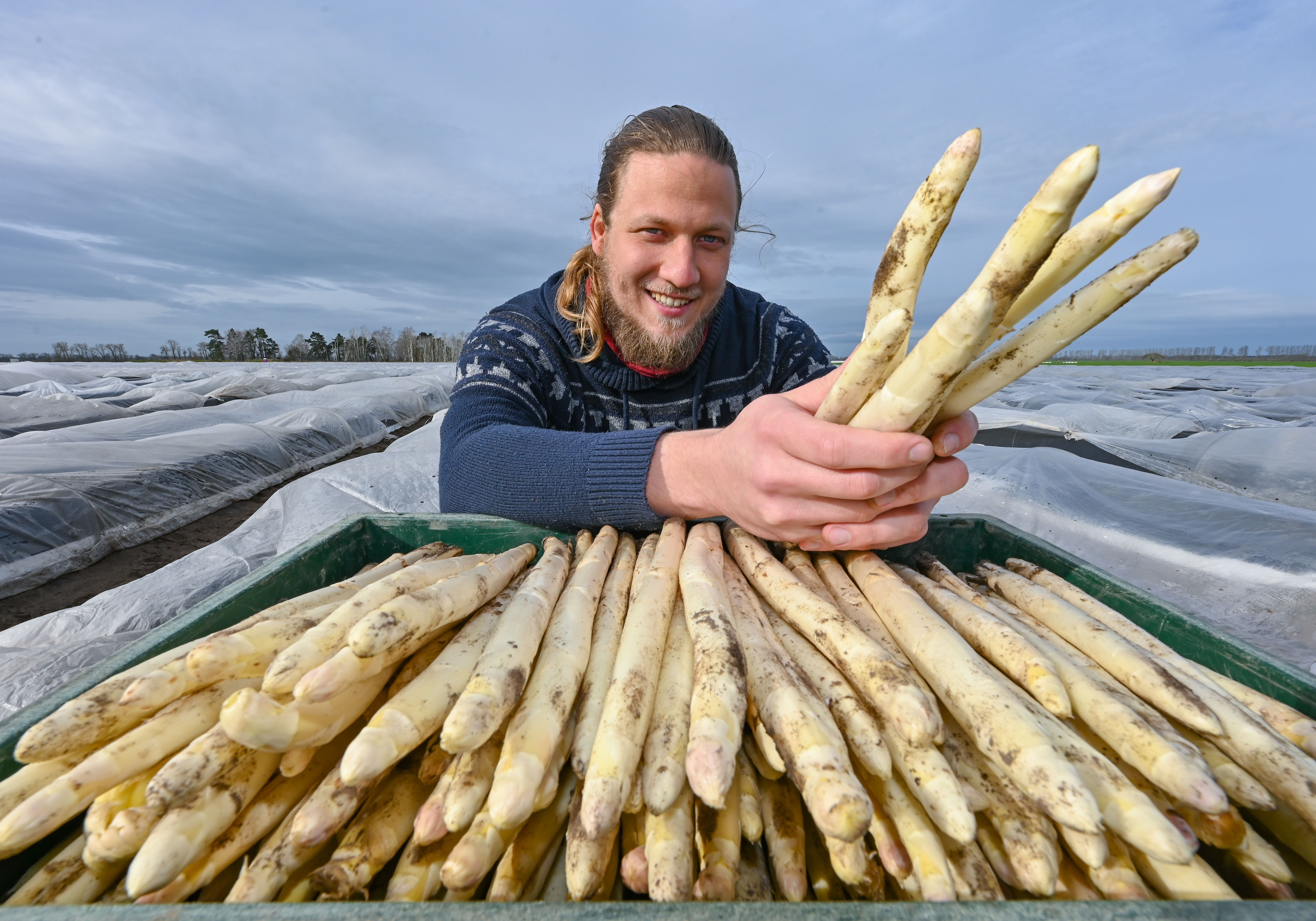 Image - Die Brandenburger Spargelsaison hat begonnen: Was das leckere Gemüse in diesem Jahr kostet, wo es ihn gibt