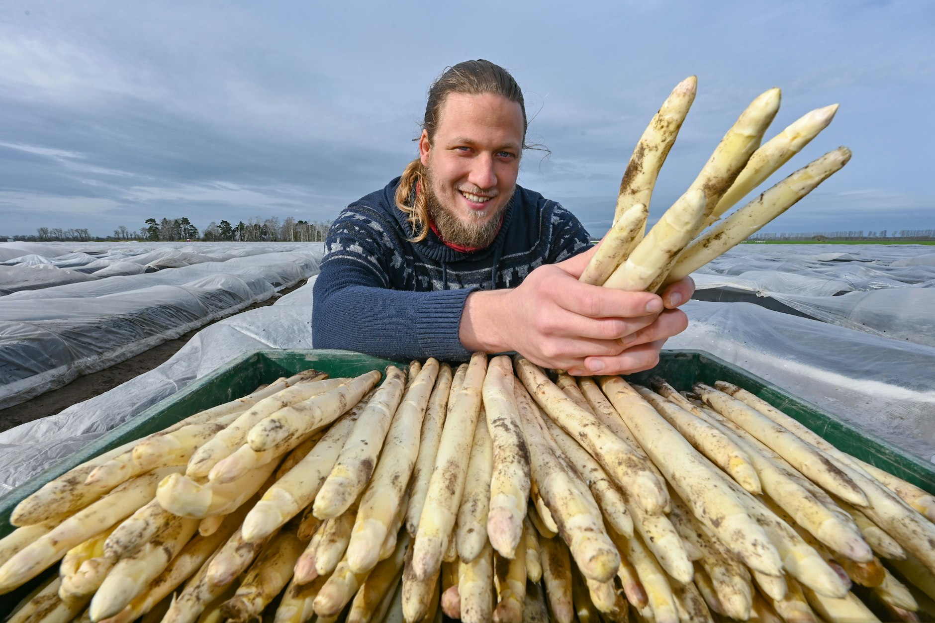 Die Spargelsaison hat begonnen: Yule Zebe, Betriebsleiter vom Spargelhof Kremmen, zeigt feldfrisch geernteten Spargel.