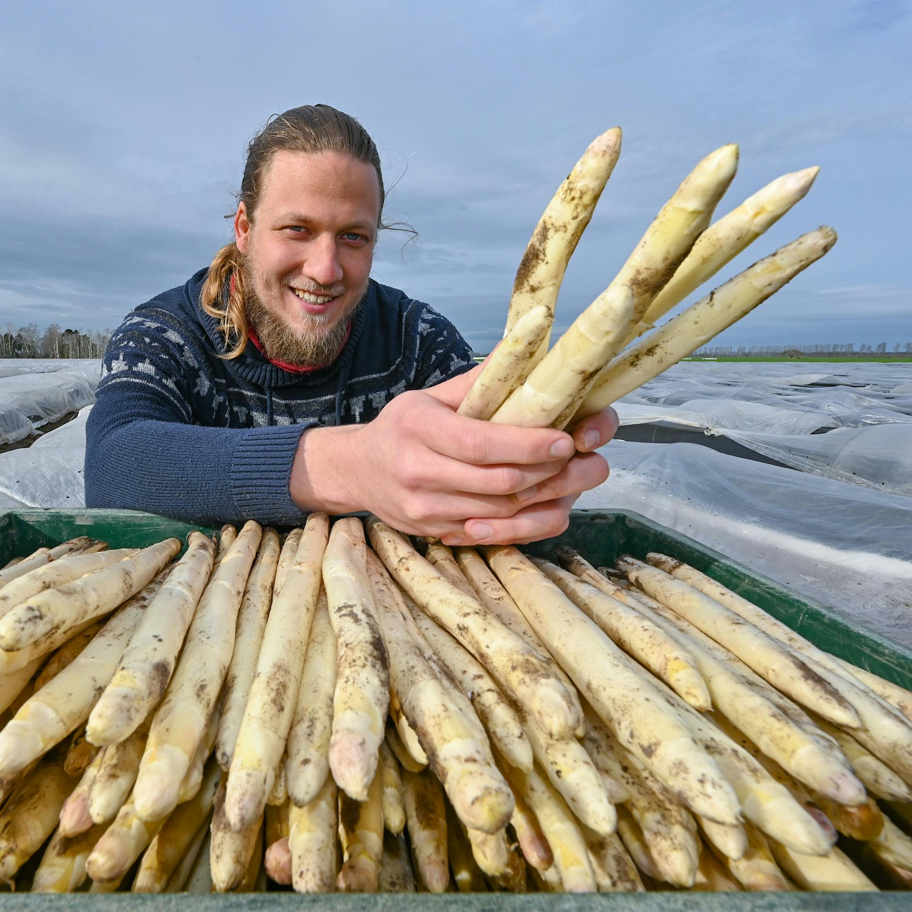 Die Brandenburger Spargelsaison hat begonnen: Was das leckere Gemüse in diesem Jahr kostet, wo es ihn gibt
