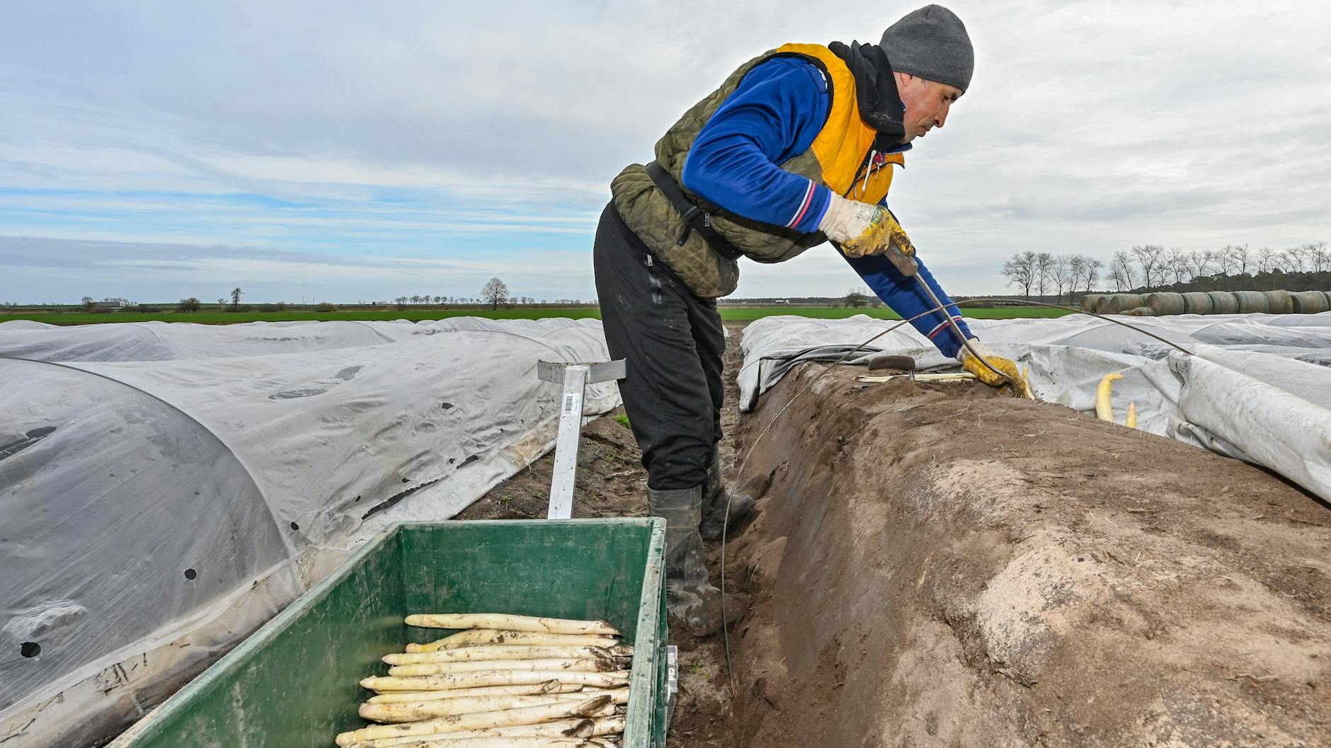 Der rumänische Erntehelfer Vasile sticht Spargel auf einem Feld vom Spargelhof Kremmen.