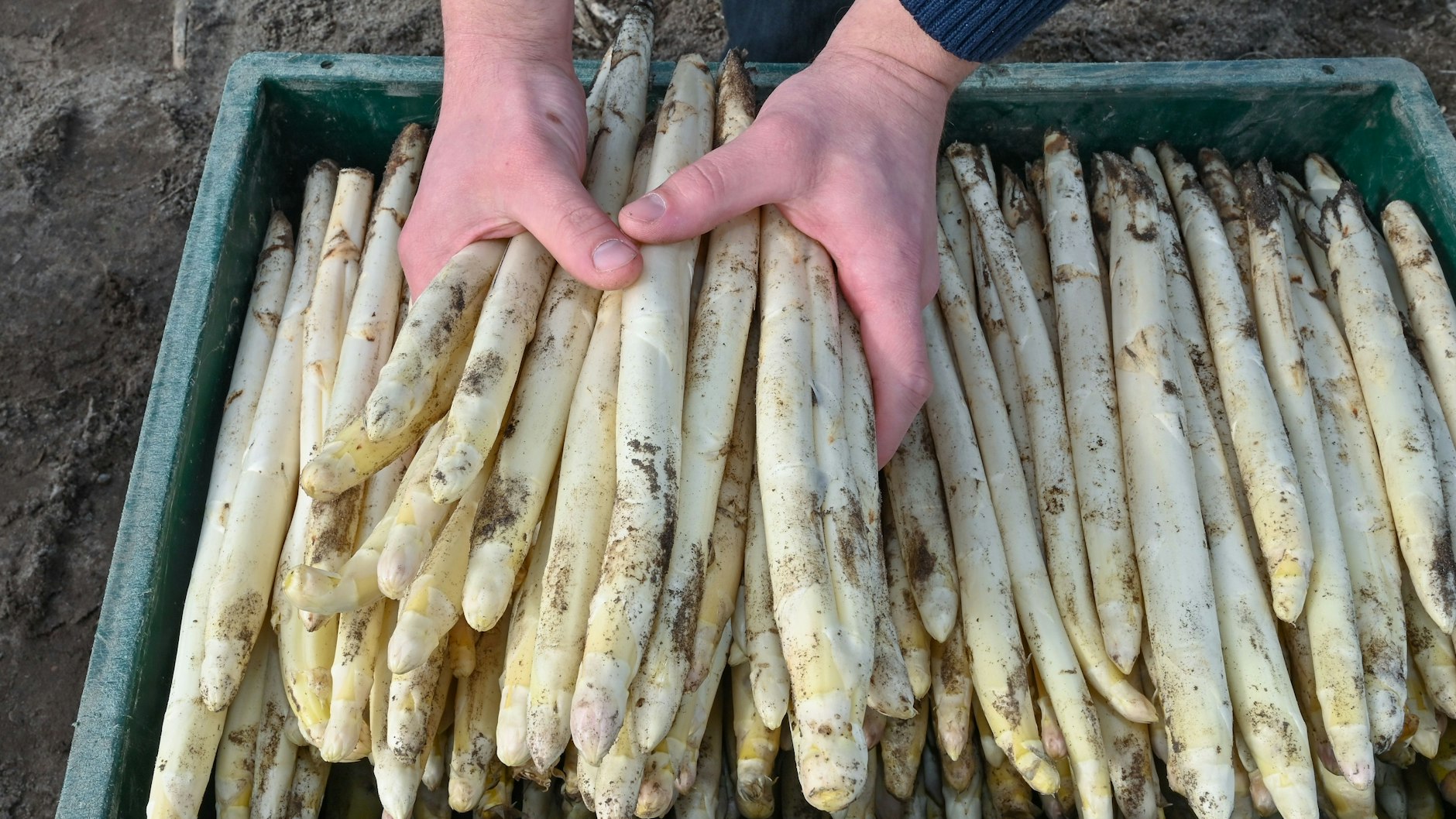 Auf einem Feld vom Spargelhof Kremmen liegen frisch gestochene Spargelstangen in einer Kiste.