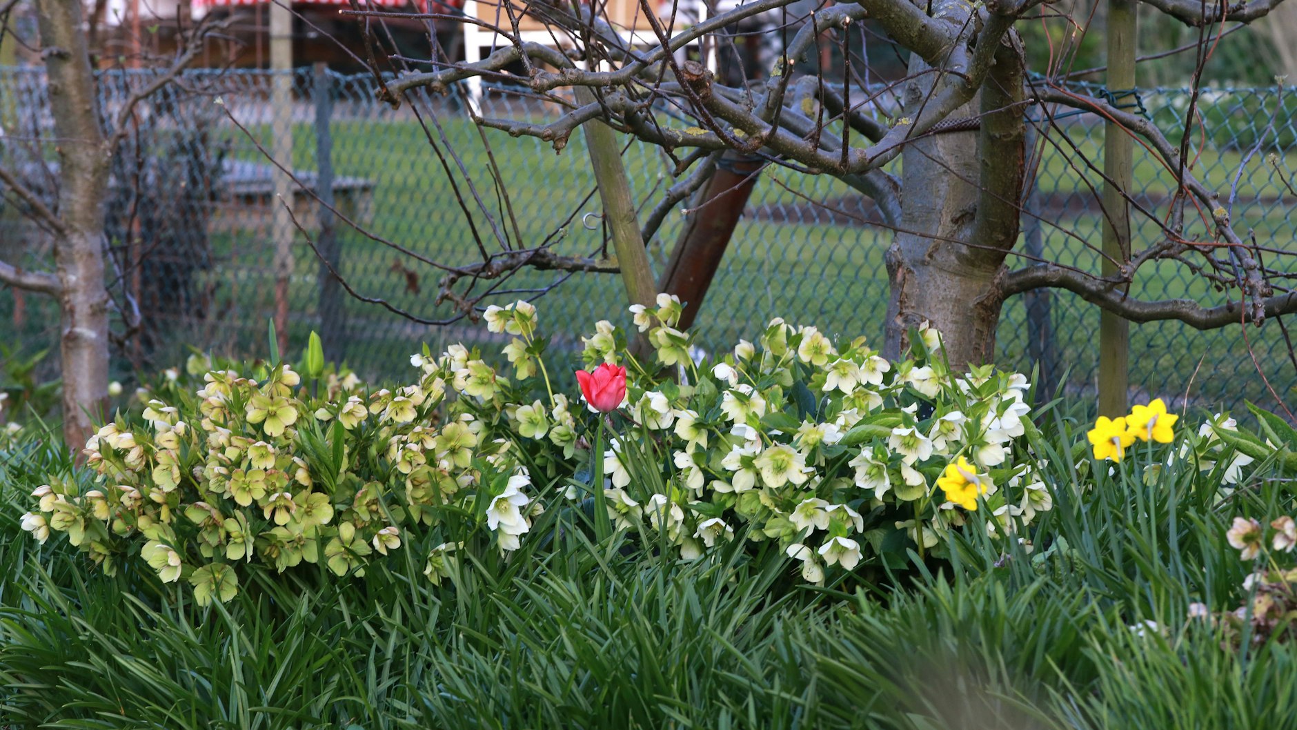 Christrosen (Helleborus niger) werden sich zu kräftigeren, gesunden Pflanzen, wenn sie in kalkreiche Erde gepflanzt werden.