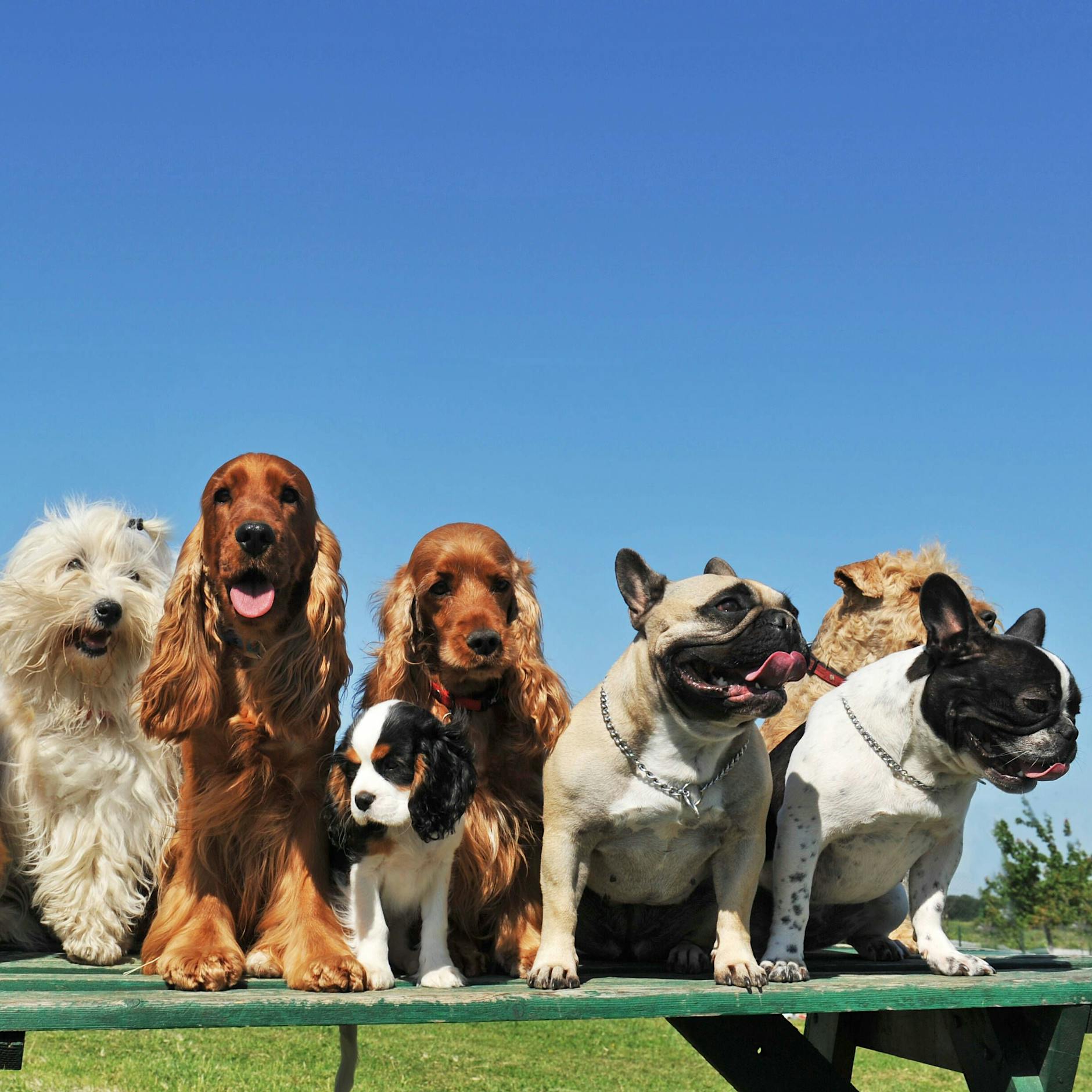 Hunde-Trainer: Meiden Sie diese 3 beliebten Hunderassen als Erstbesitzer!