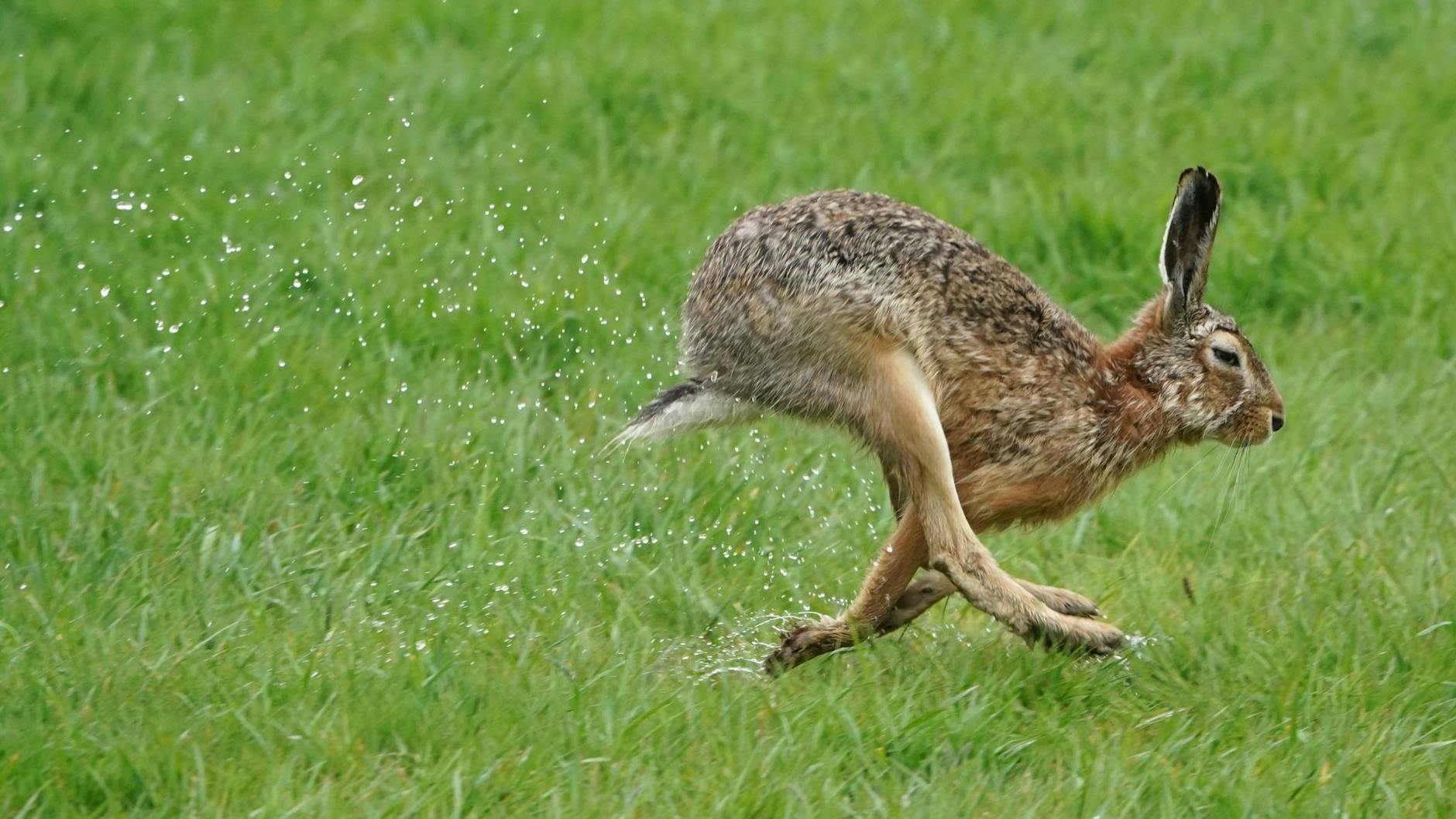 Ein Feldhase springt über eine Wiese.